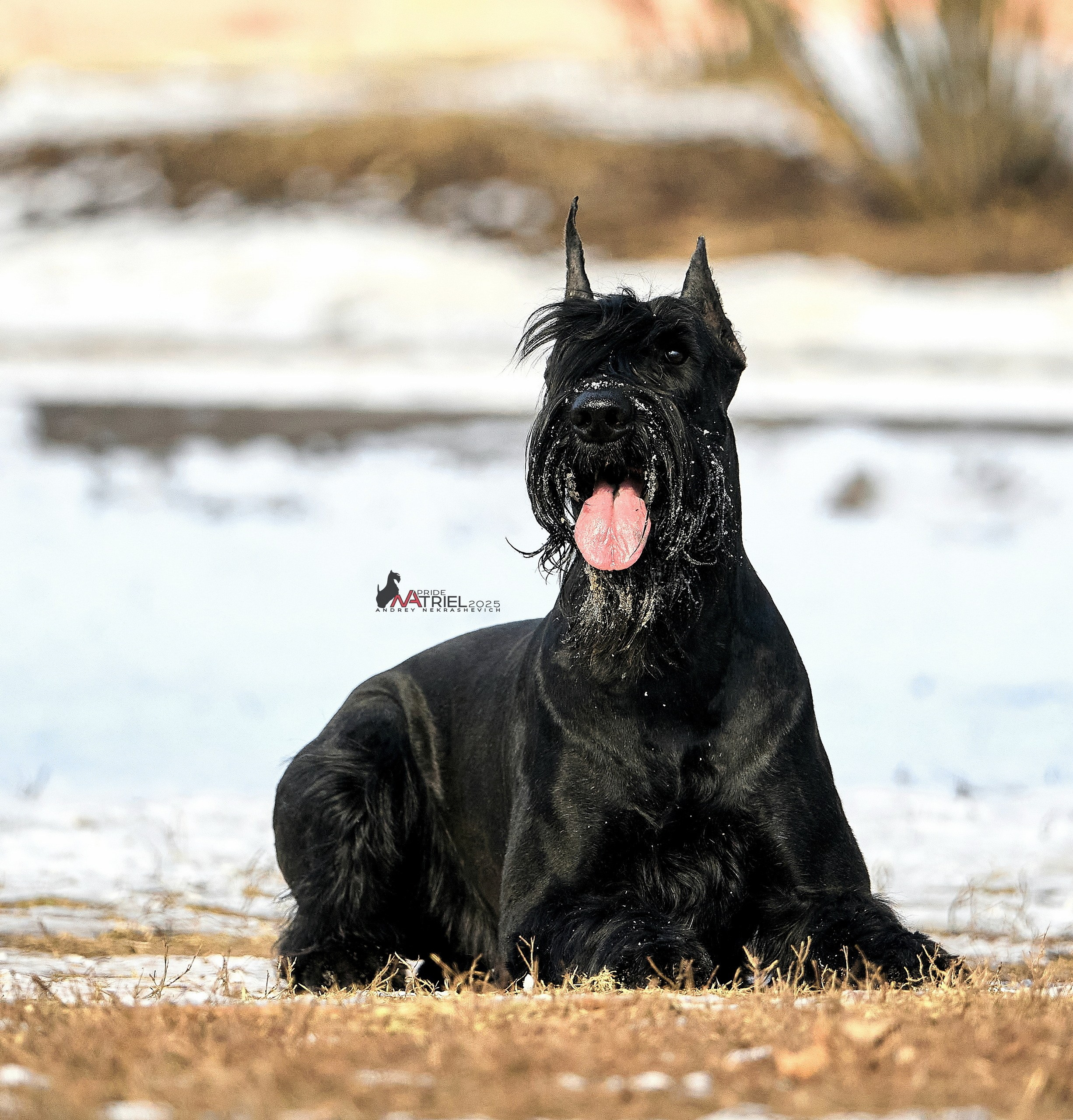 Фотопрогулка с ризеншнауцером