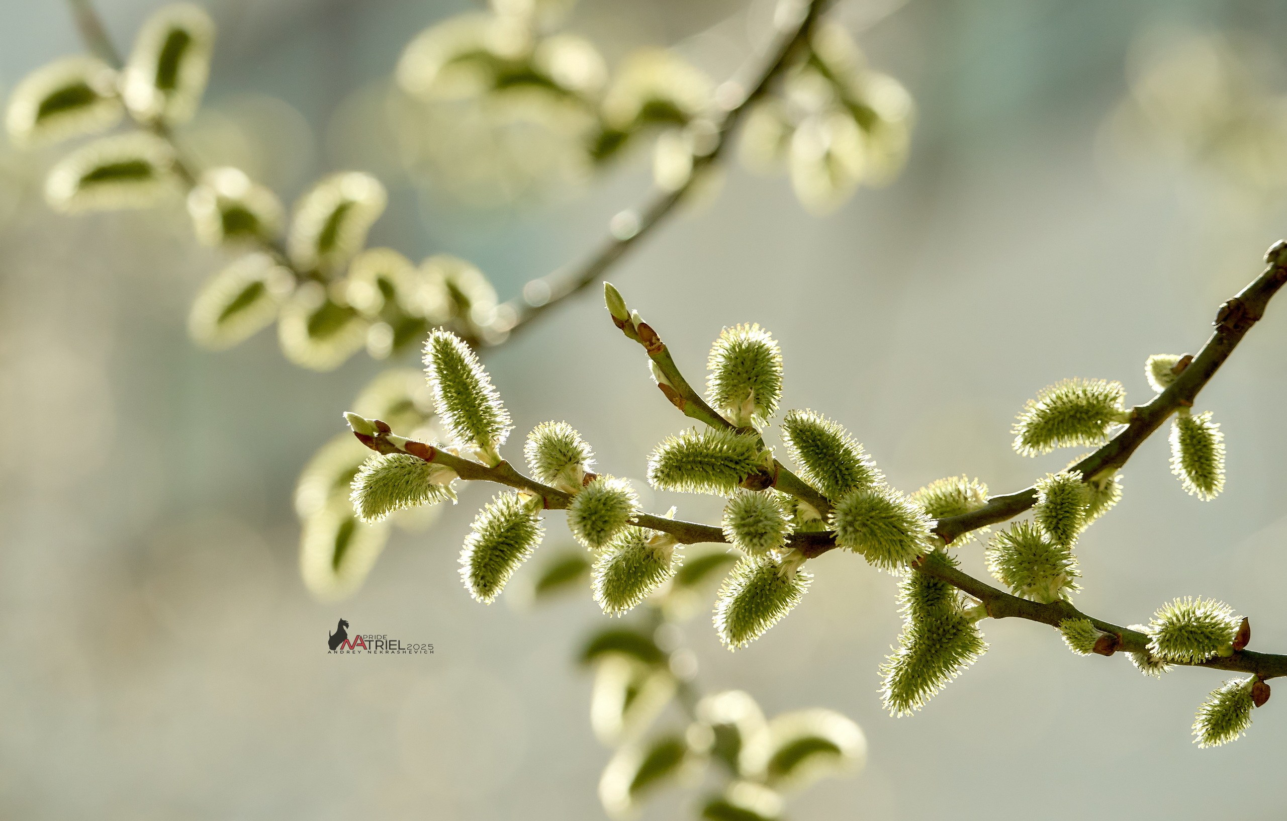 Природа в апреле