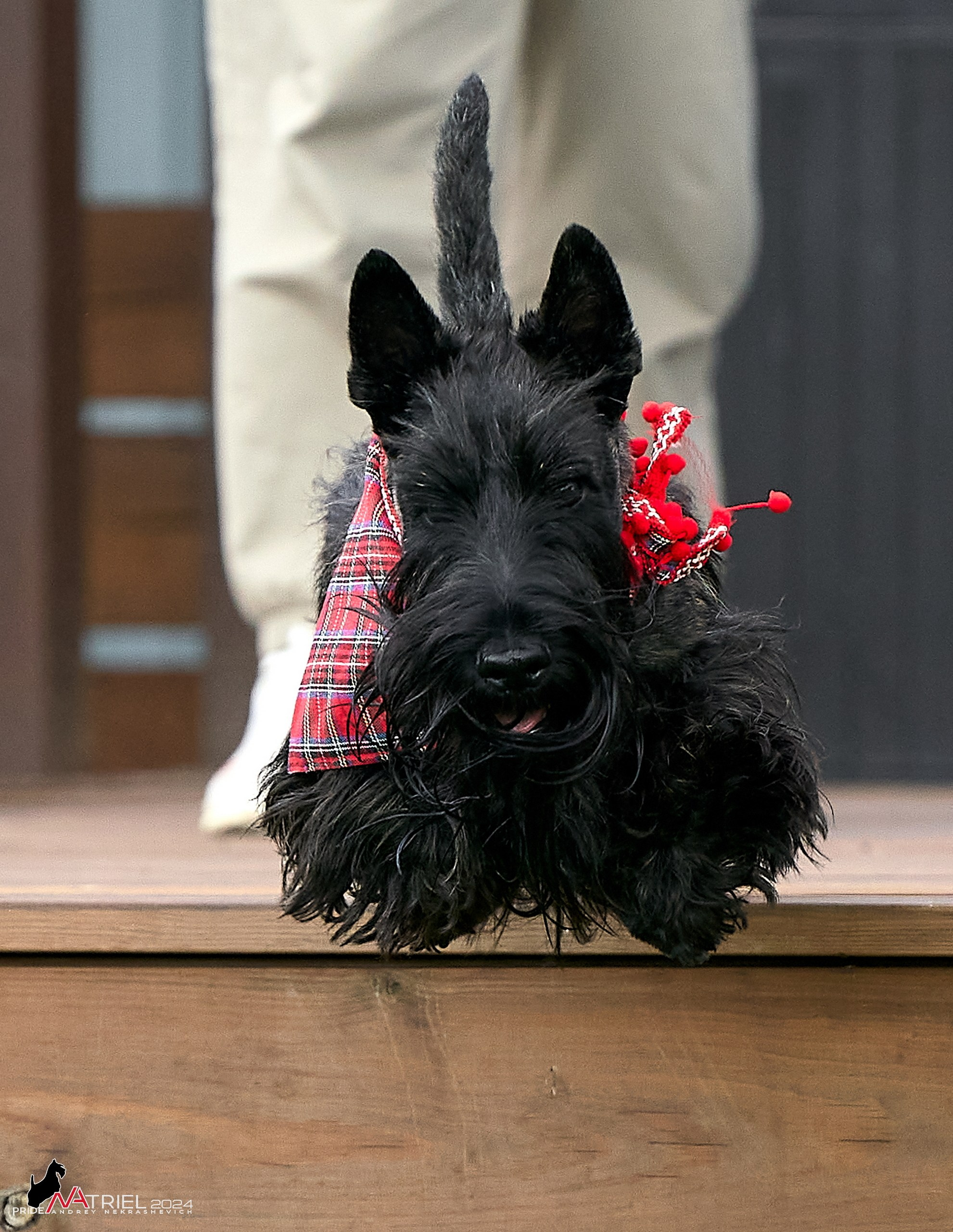 Скотчесемья «ИмпериалИти»