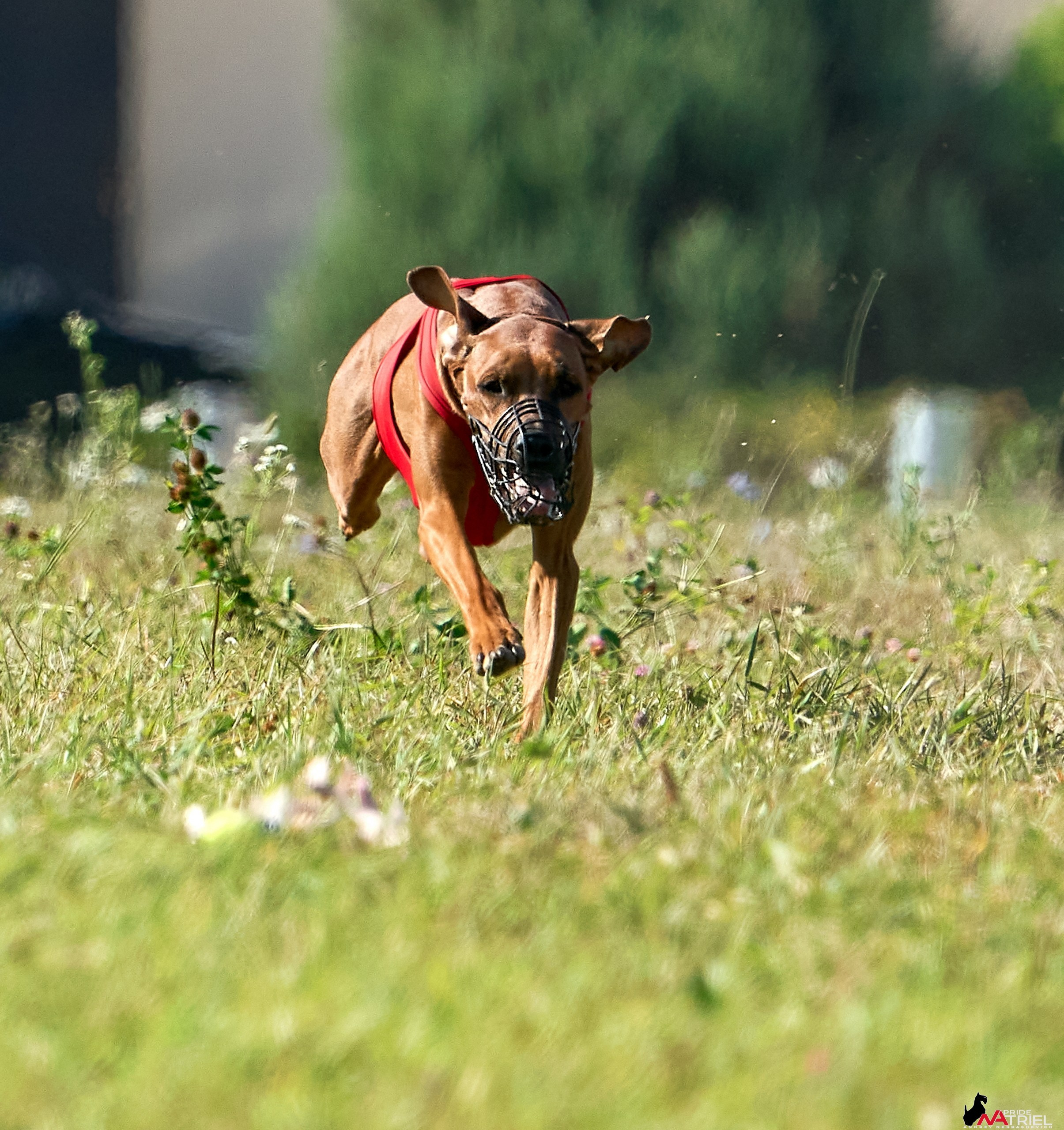Съемка курсинг — галерея NATRIEL