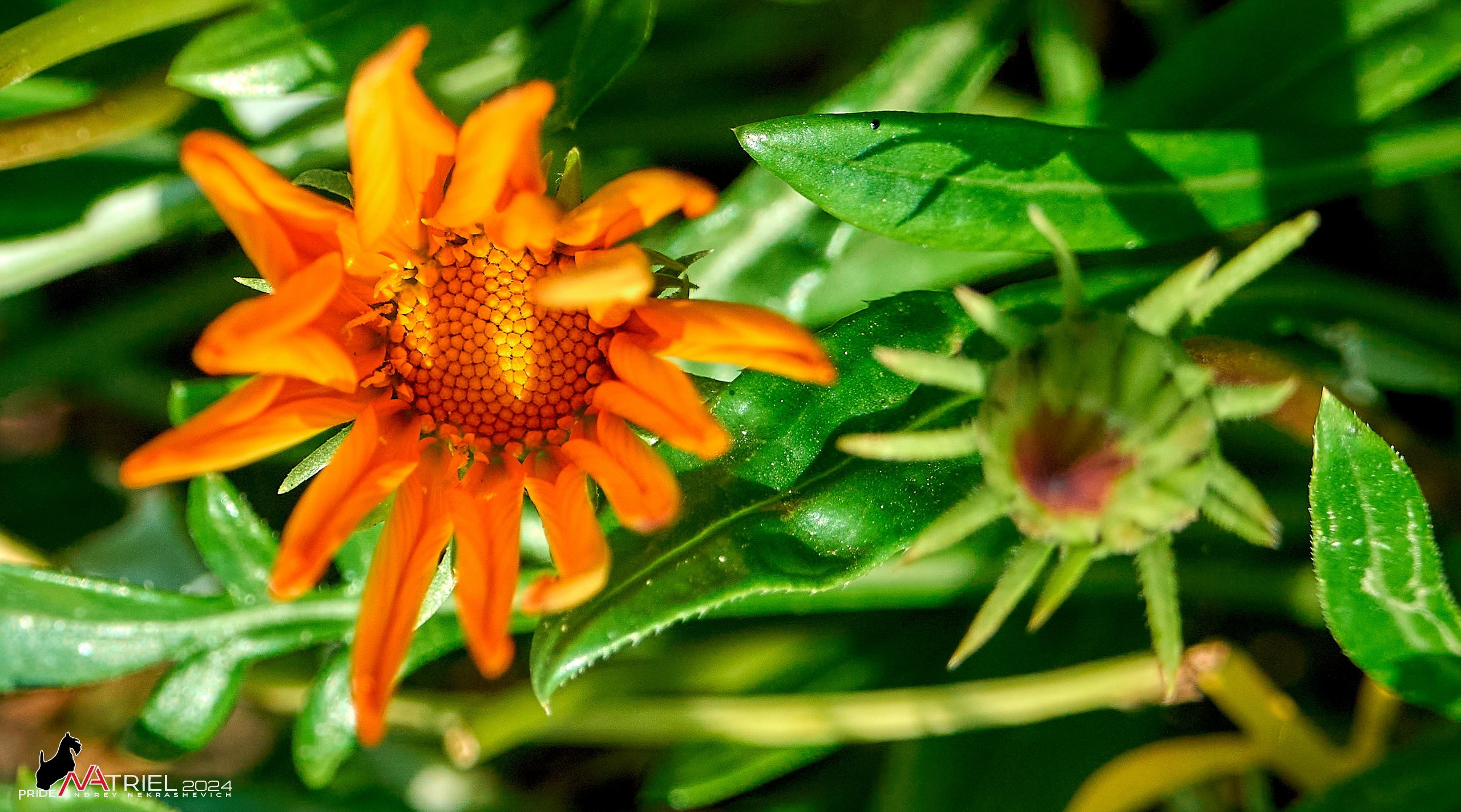 Съемка природы, макро