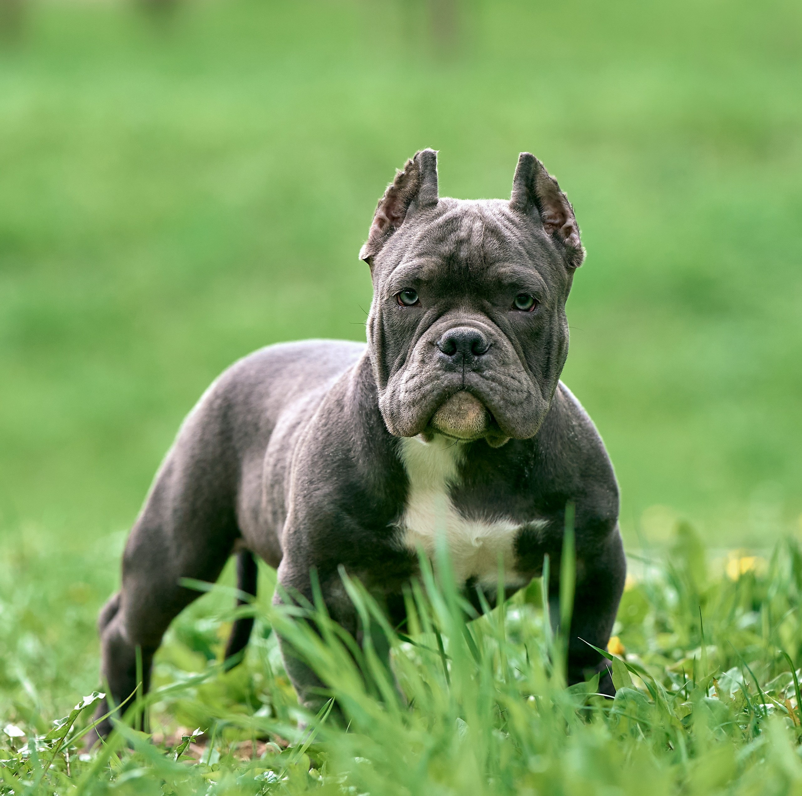 Портреты собак — галерея NATRIEL