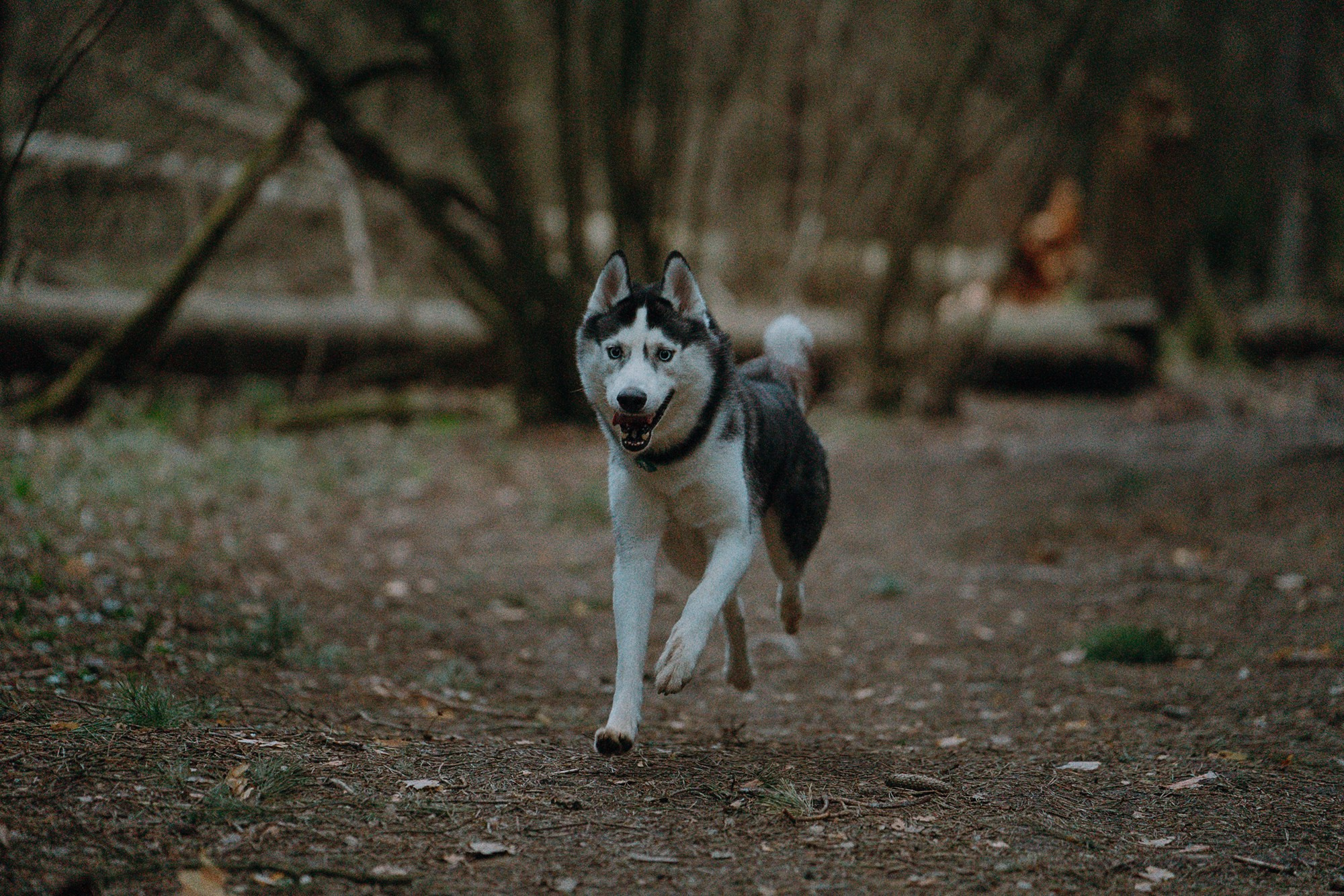 Наташа и Сириус. Фотограф анималист в Москве и Санкт-Петербурге Свиридова Анна