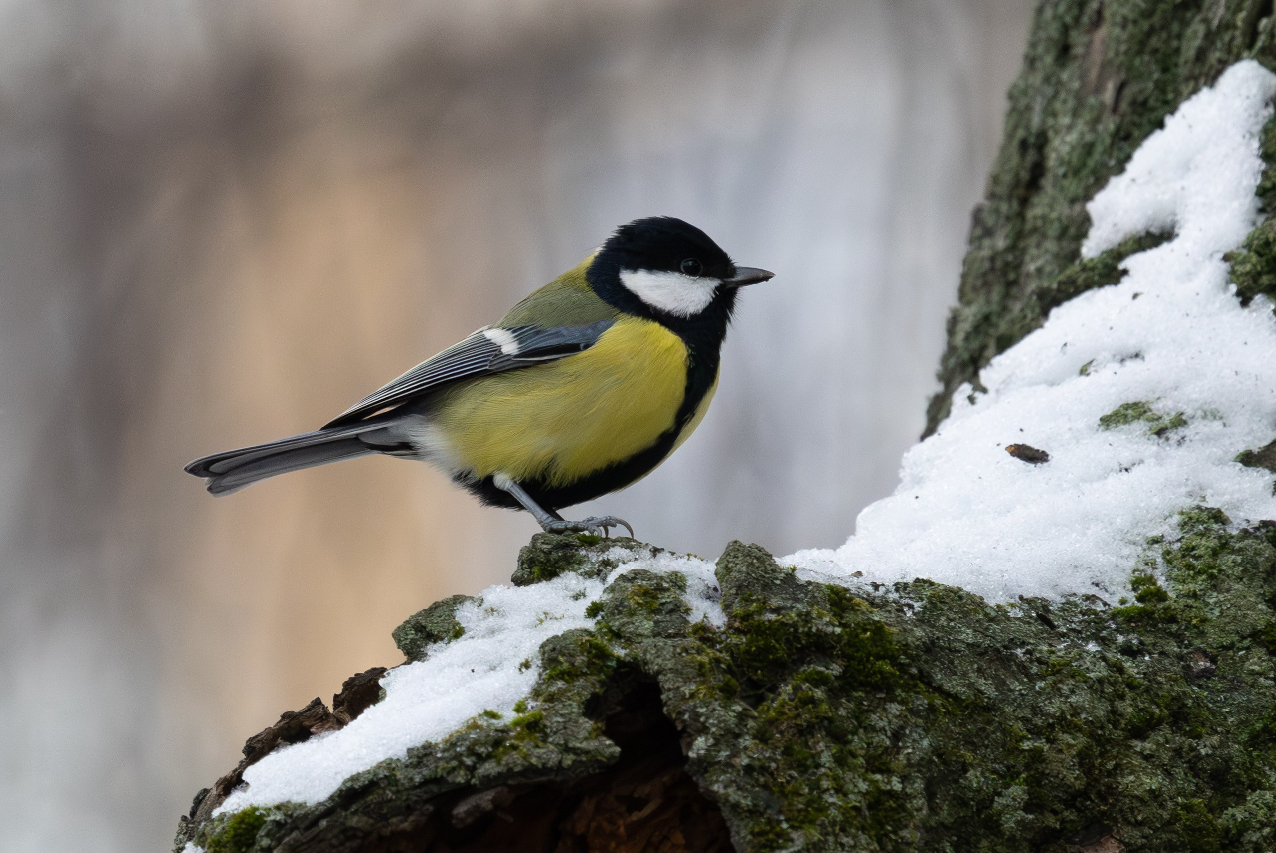 Большая синица, г. Люберцы, мкр. Зенино Снято на Canon EOS R8, RF 600 mm f11.