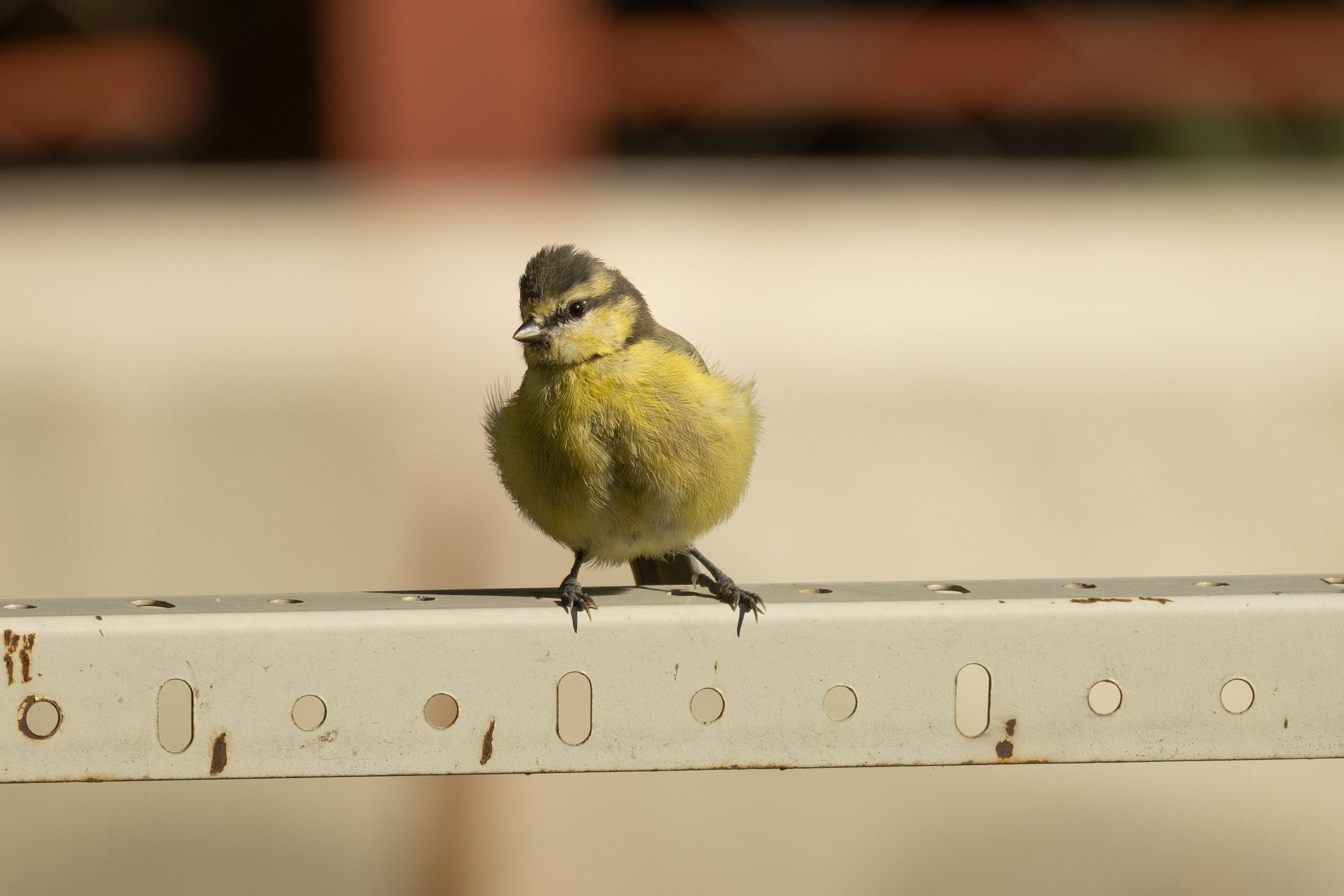 Птицы СНТ «Подлесье». Птицы парков г. Люберцы