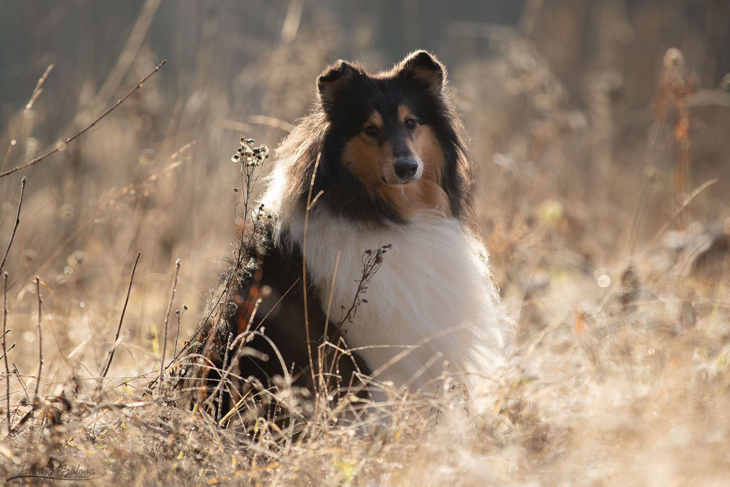 Фотограф-анималист в Москве и Московской области Татьяна Фролова