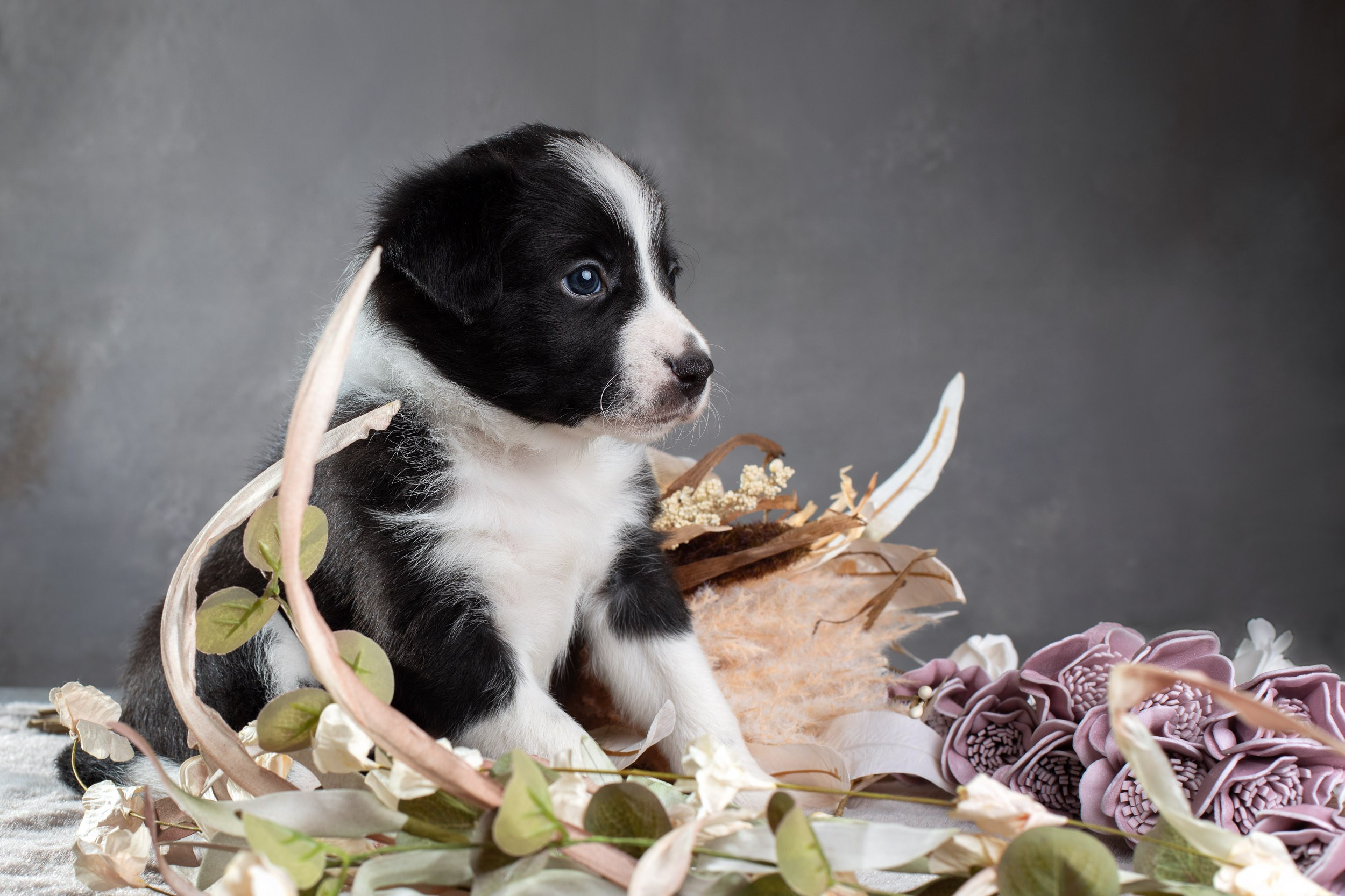 Фотосет помёта щенков для заводчиков. Фотограф-анималист в Москве и Московской области Татьяна Фролова