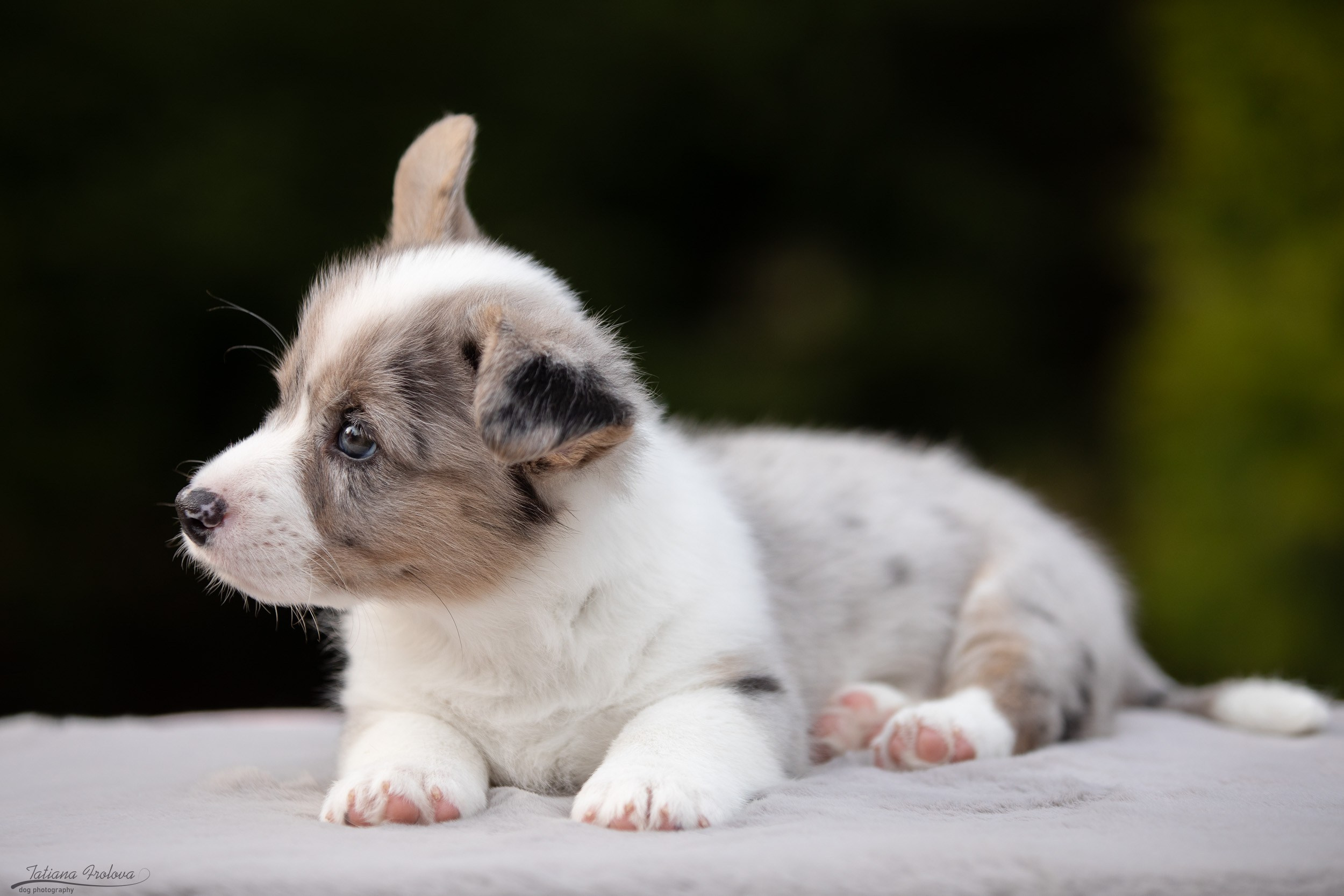 Съемка помета щенков для продажи на улице. Фотограф-анималист в Москве и Московской области Татьяна Фролова