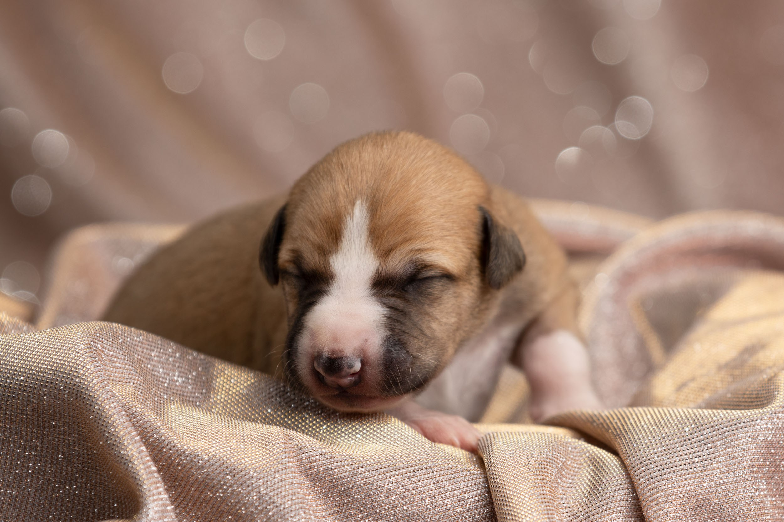 Ньюборн для щенков уиппета. Фотограф-анималист в Москве и Московской области Татьяна Фролова