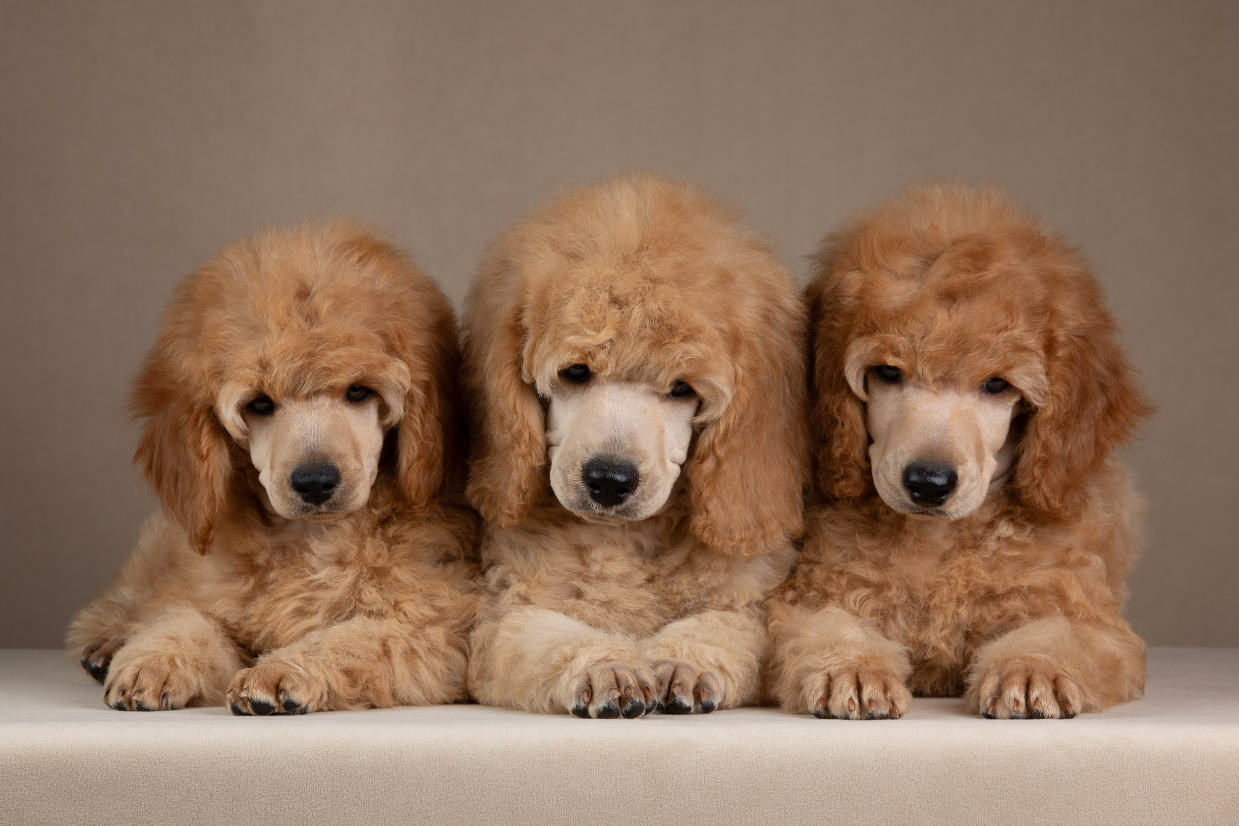 Фотосессия для щенков пуделя с выездом в Щербинку. Фотограф-анималист в Москве и Московской области Татьяна Фролова