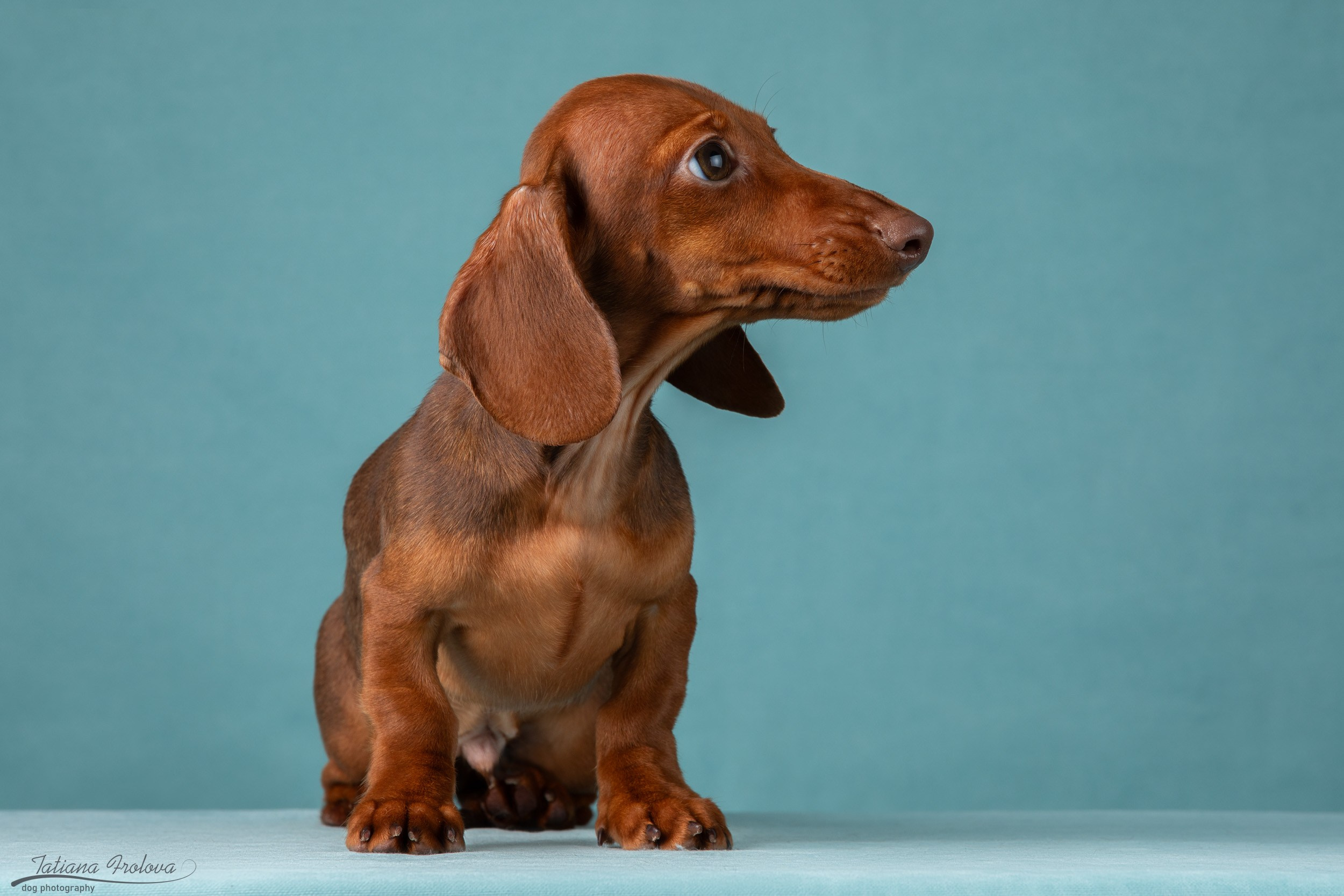Съемка щенков таксы в минималистичном стиле. Фотограф-анималист в Москве и Московской области Татьяна Фролова
