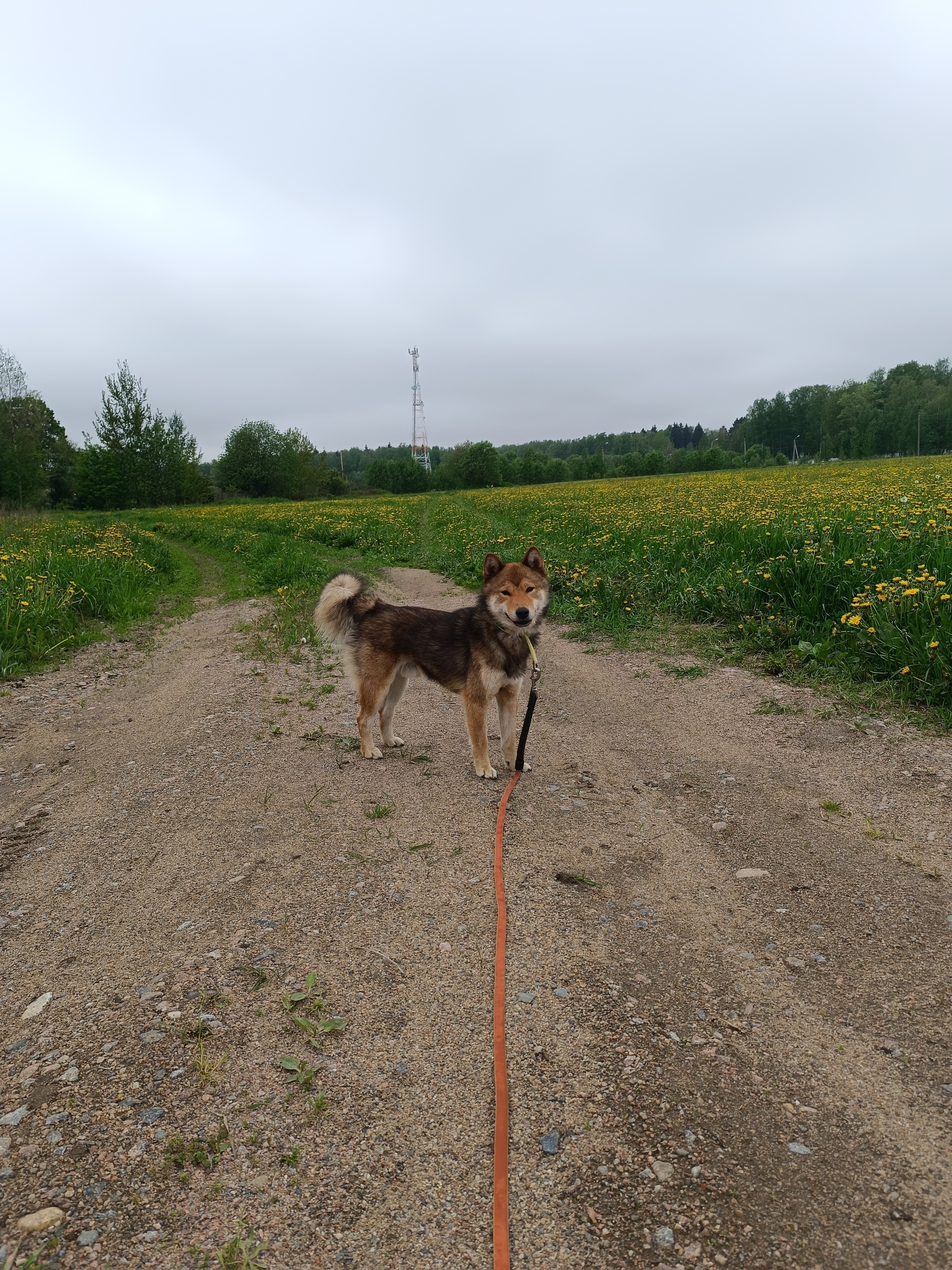 Шаман (красный сезам) *. Американская акита I Сиба ину I Питомник RUBYLIGHT