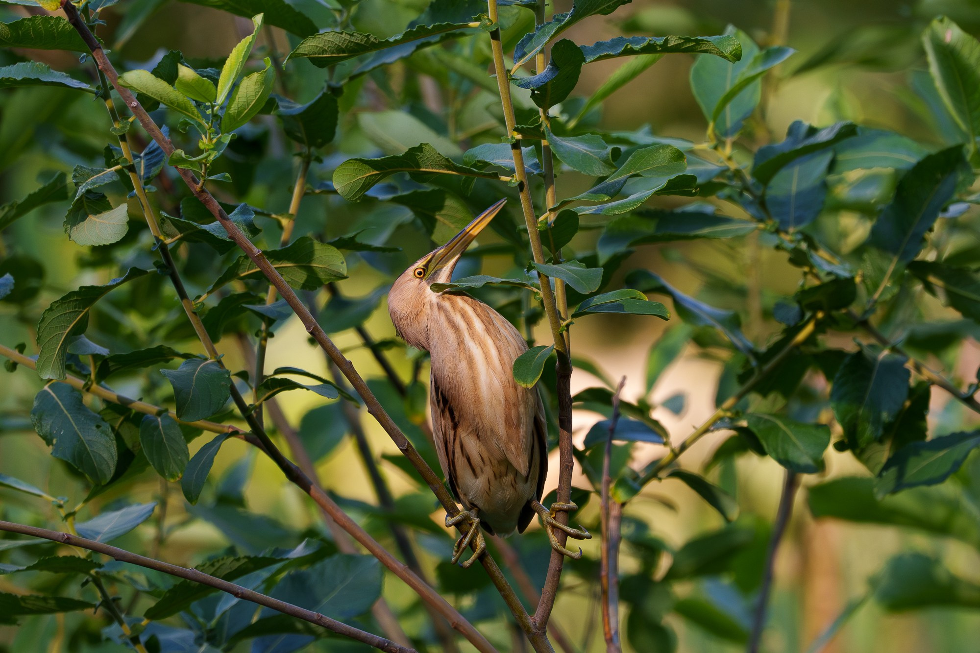 Удивительные мир птиц. Вокруг нас столько прекрасного — присмотритесь!. Ваш личный фотограф Марина Волкова