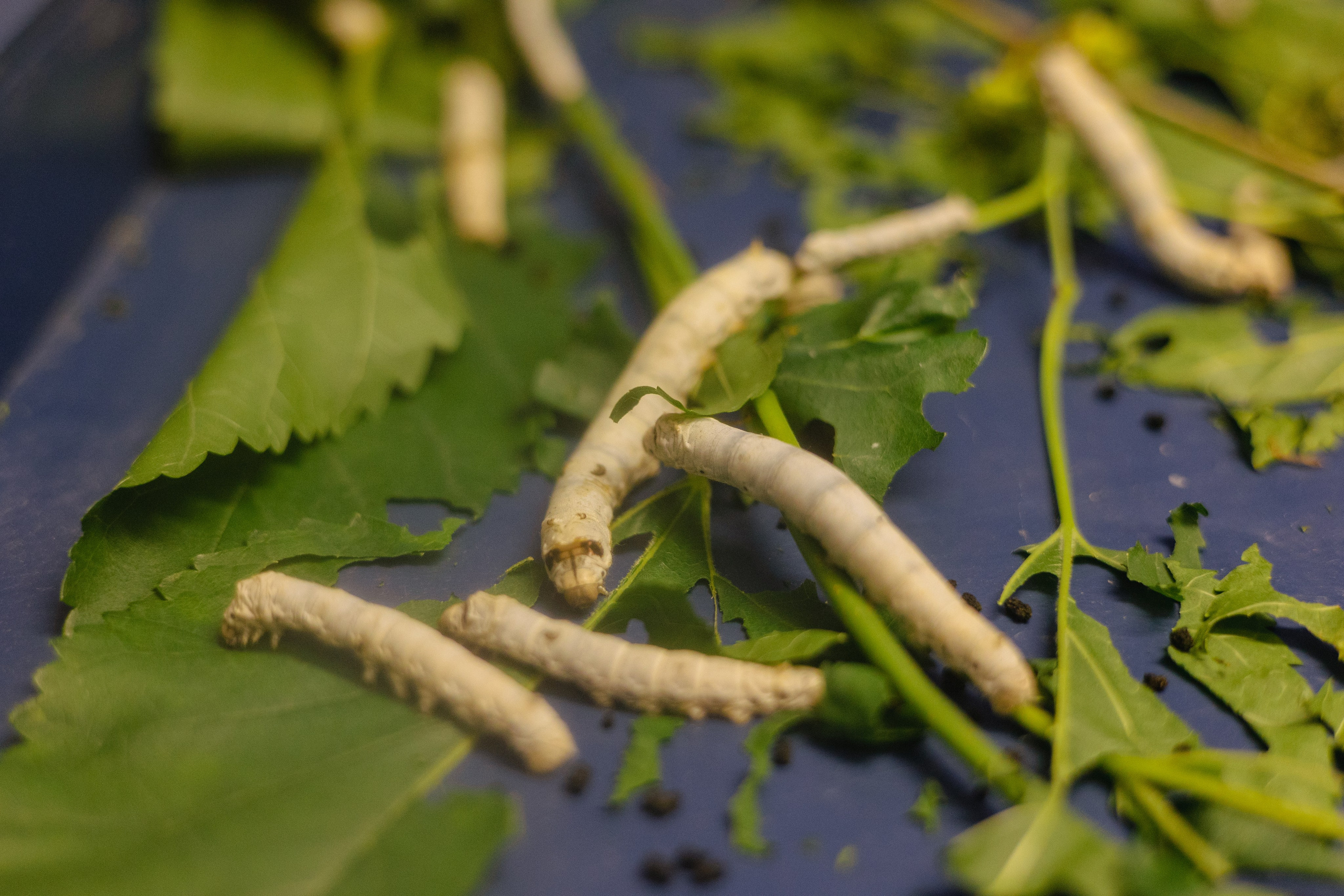 Московский зоопарк. Photographer Sonkina Tatiana (Tanya Ash)