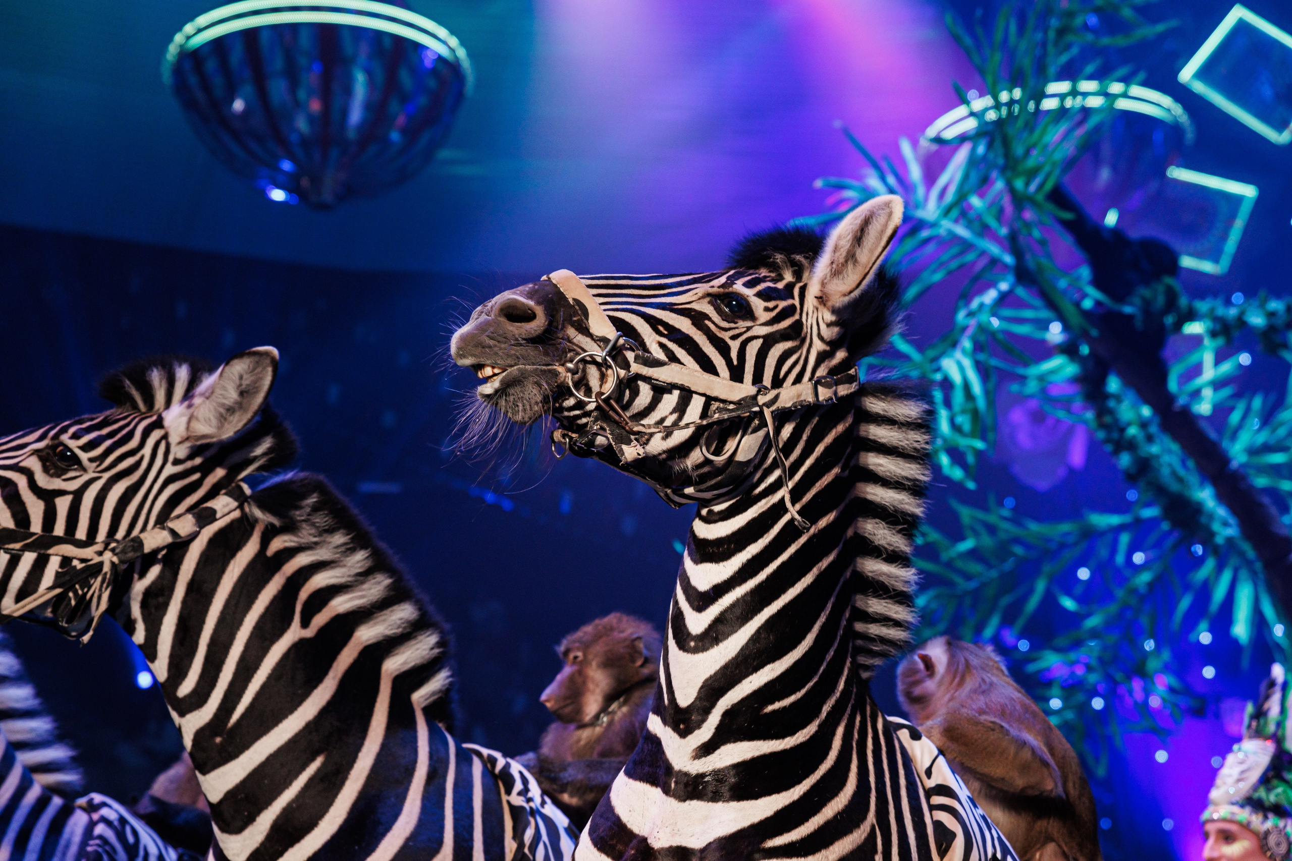 BURLESQUE. Андрей Черёмушкин | Репортажный Фотограф в Хабаровске