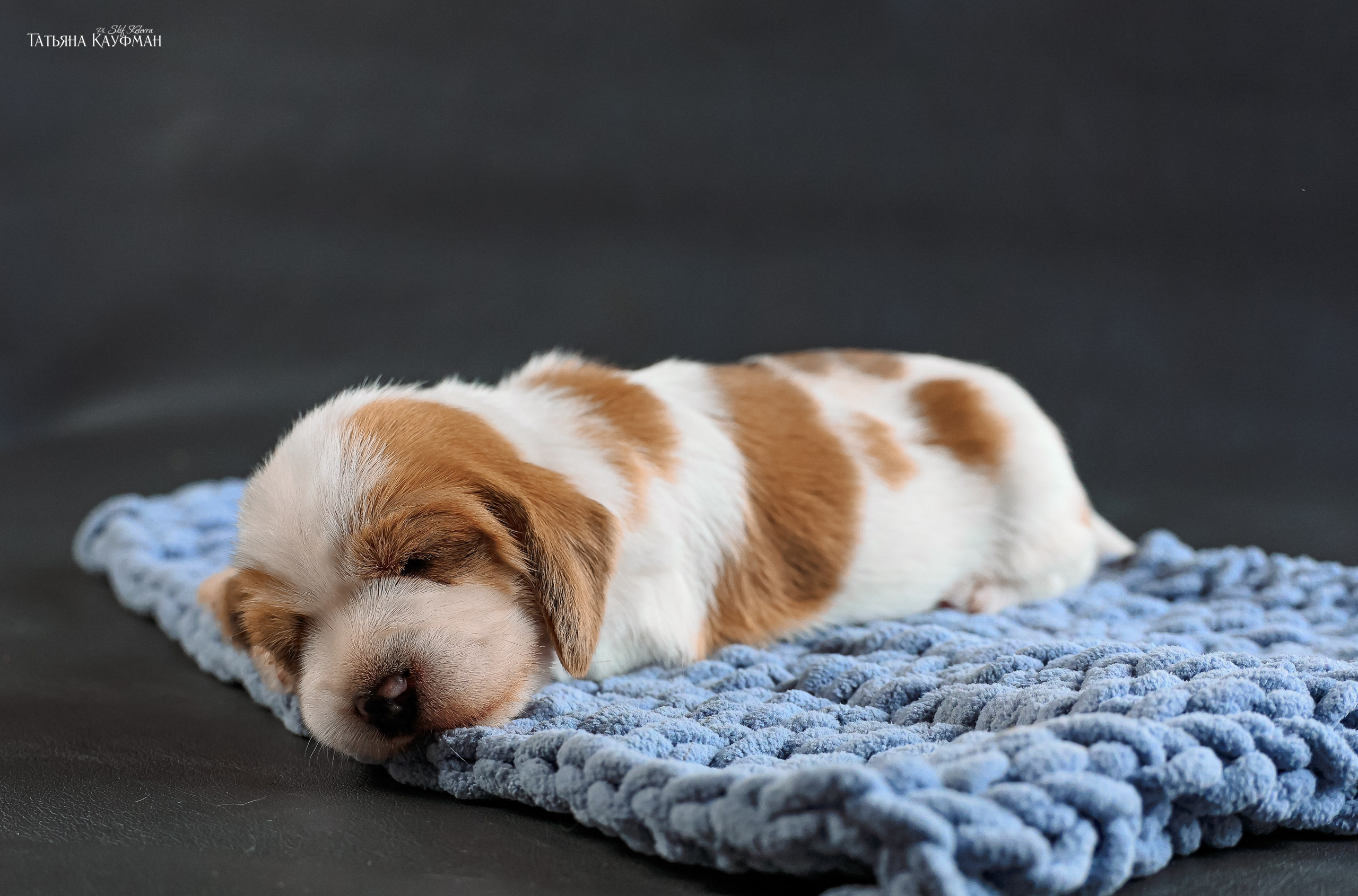 Малые вандейские бассет гриффоны. PVBG. Petit vandeen basset griffon, щенки в новосибирске. Питомник White Rivendel