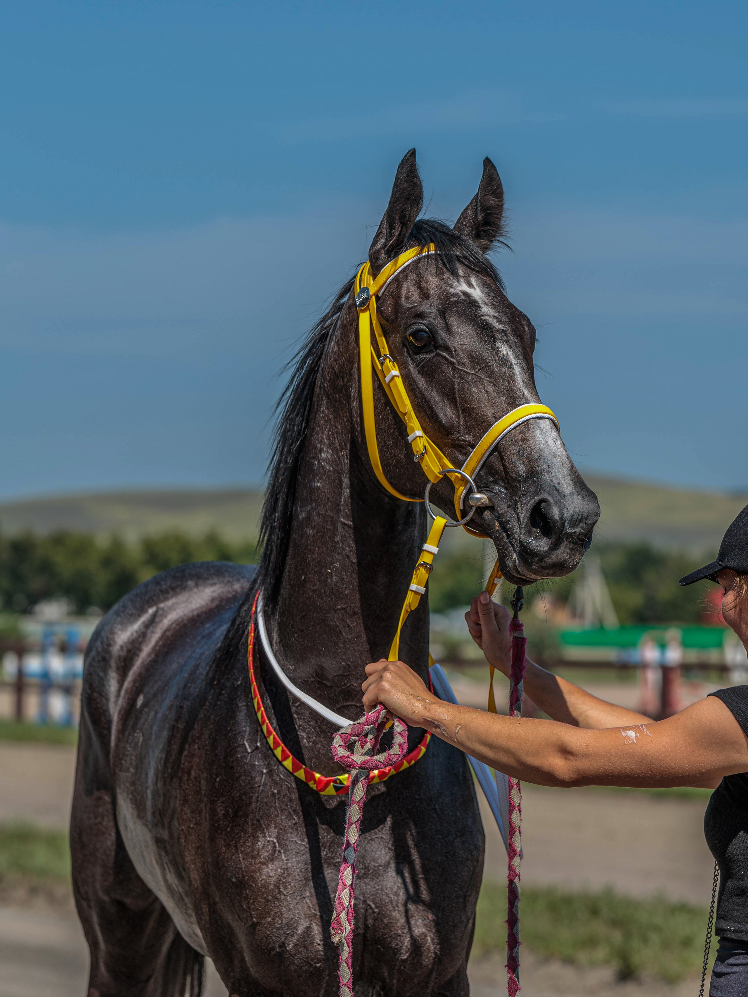 Зарисовки Абаканский ипподром 2025. Конный фотограф в Красноярске — Любовь Похабова