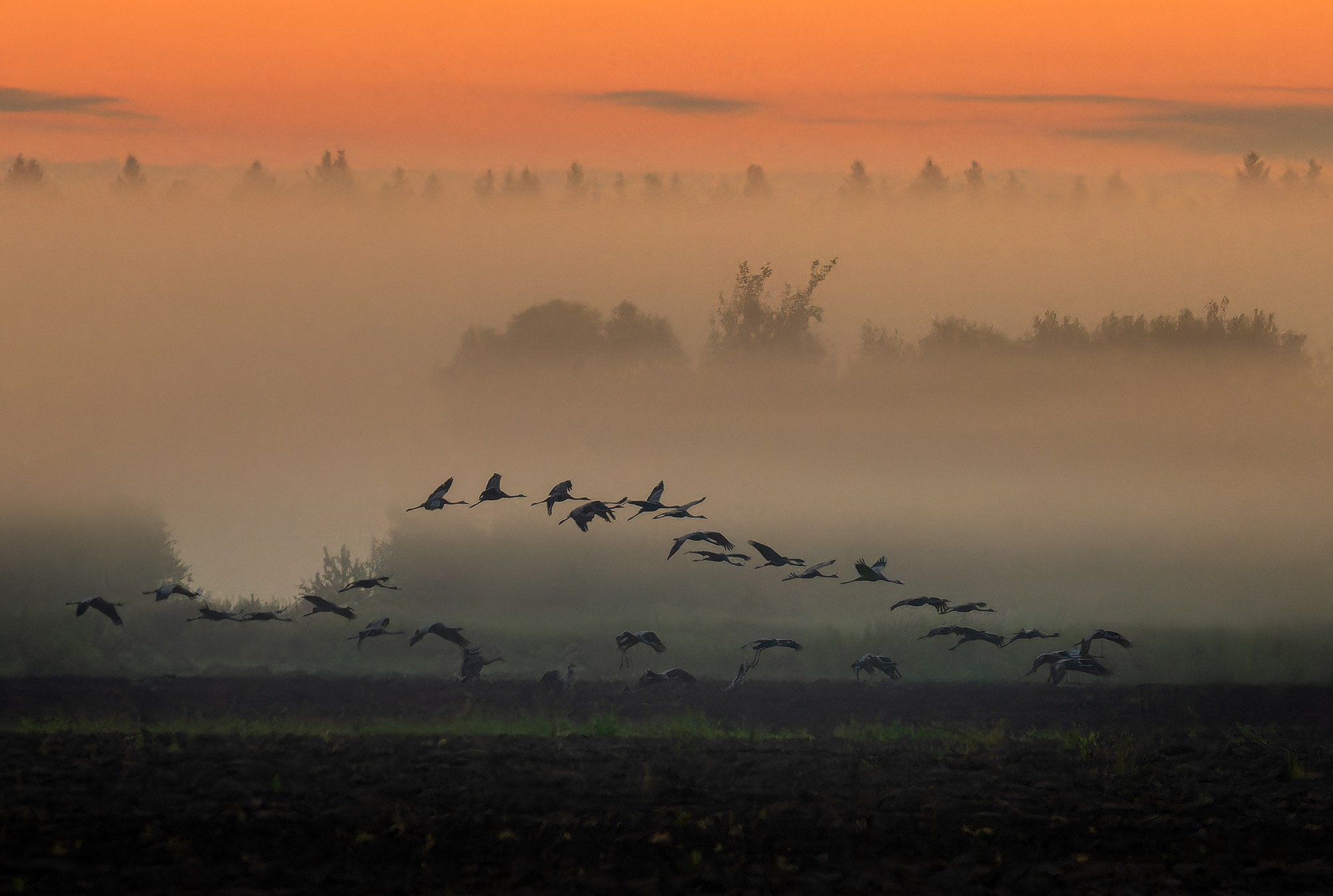 Удивительные мир птиц. Вокруг нас столько прекрасного — присмотритесь!. Ваш личный фотограф Марина Волкова