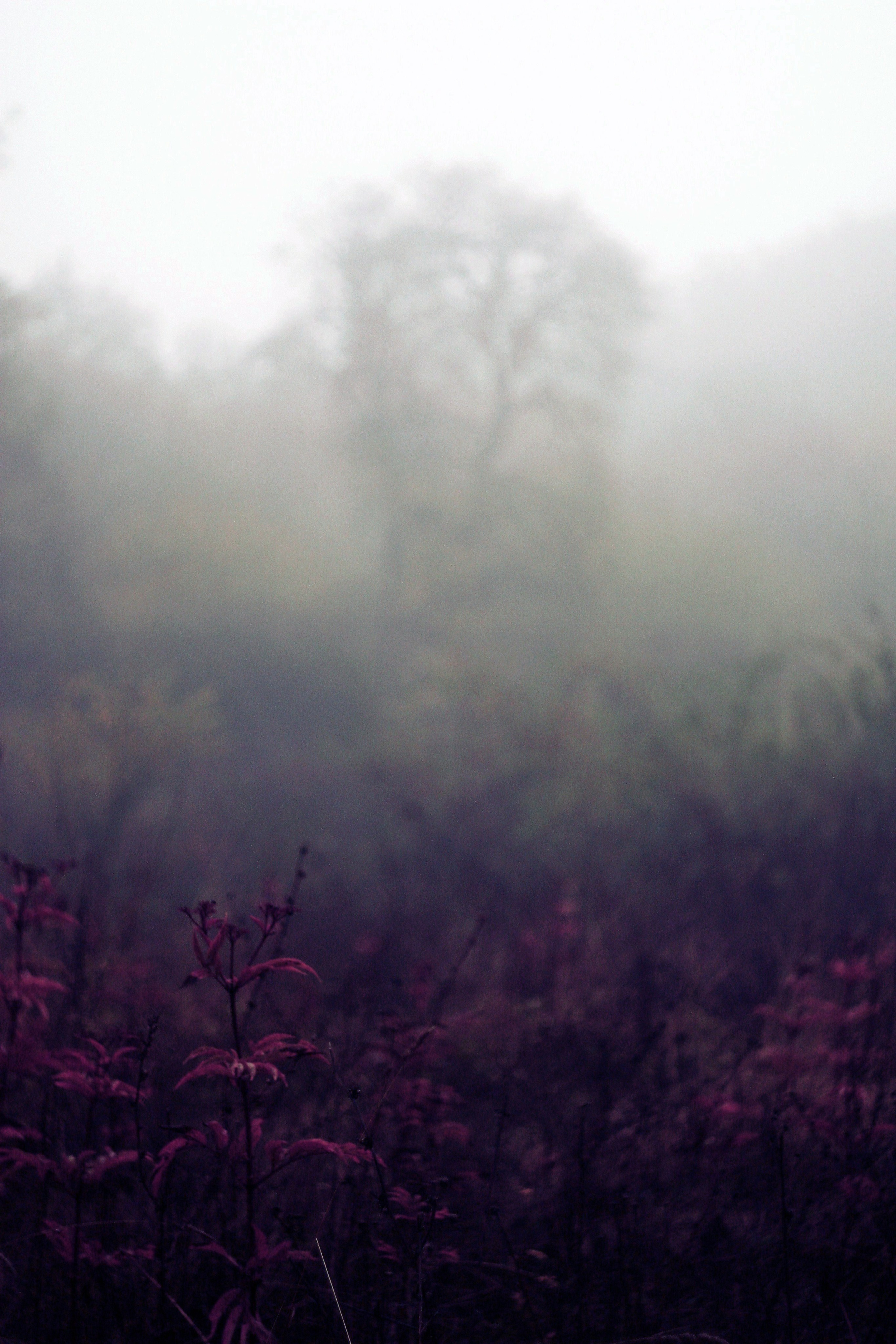 деревья в тумане утренний пейзаж в крыму фото