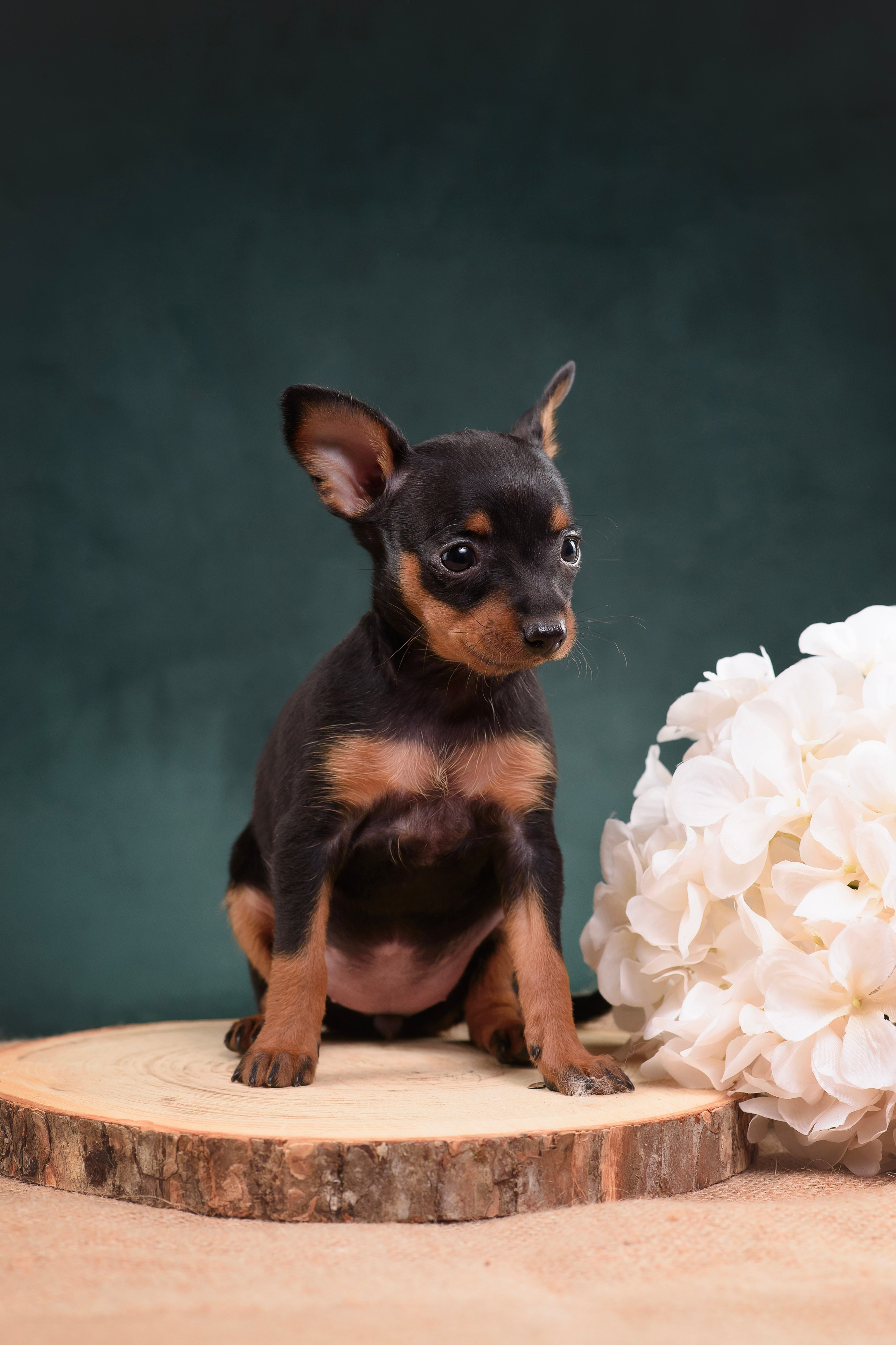 Щенки Пражского крысарика — 19.10.2025. Фотограф — Анималист | Анна Абрамова