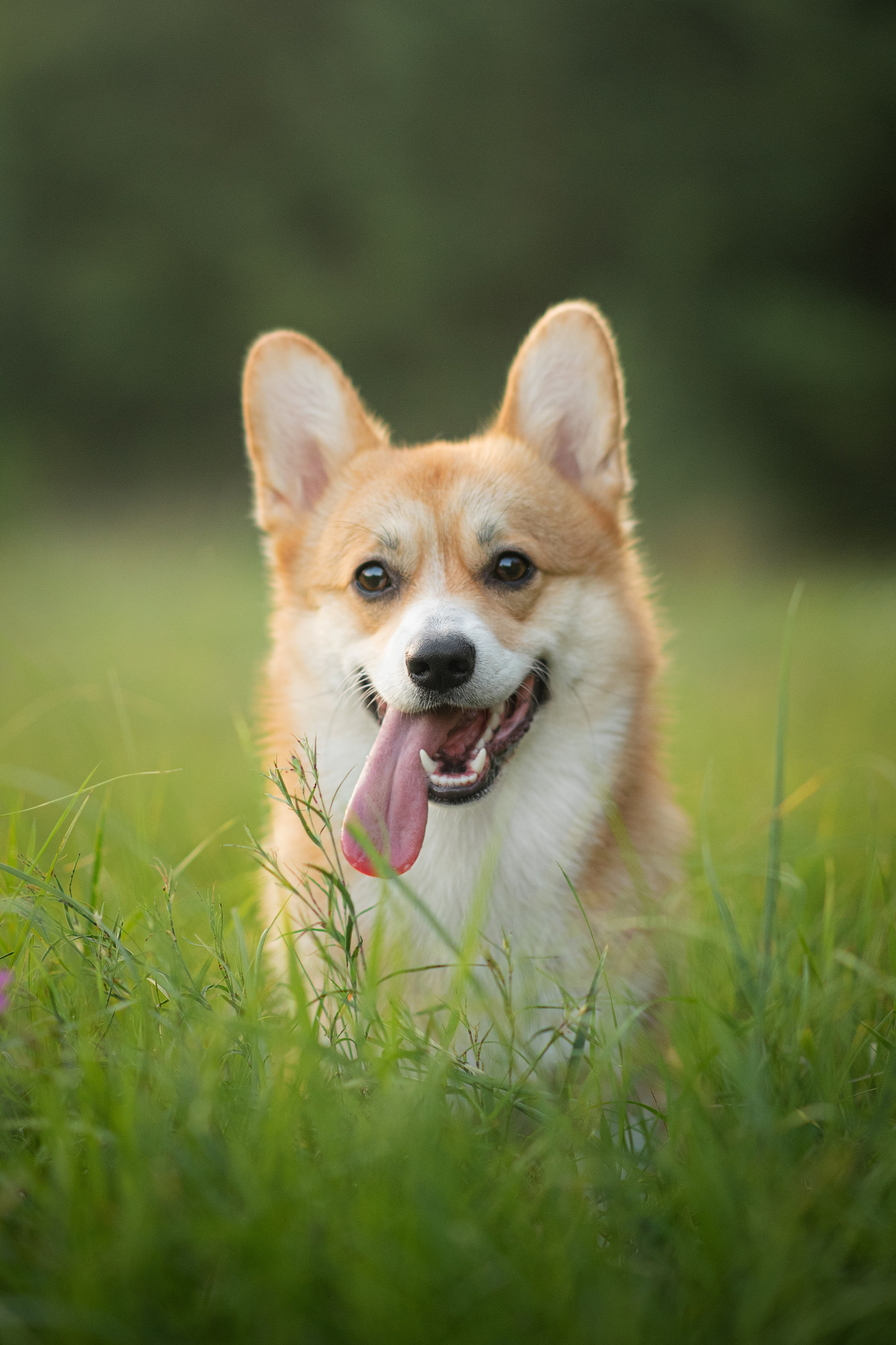 Саша, Оксана и Барни — 25.08.2024. Фотограф — Анималист | Анна Абрамова