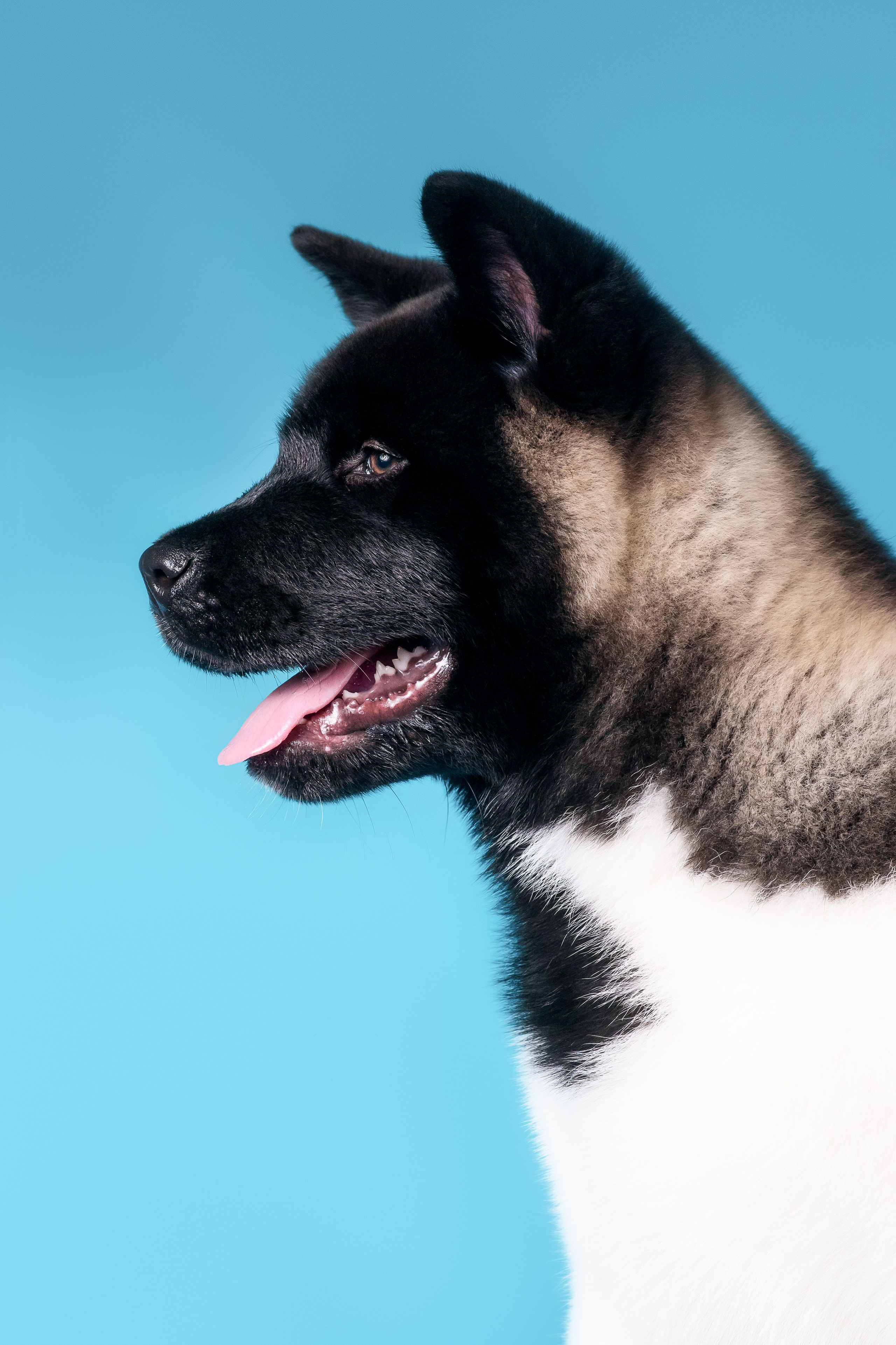 Илон и Оскар — 17.01.2025. Фотограф — Анималист | Анна Абрамова