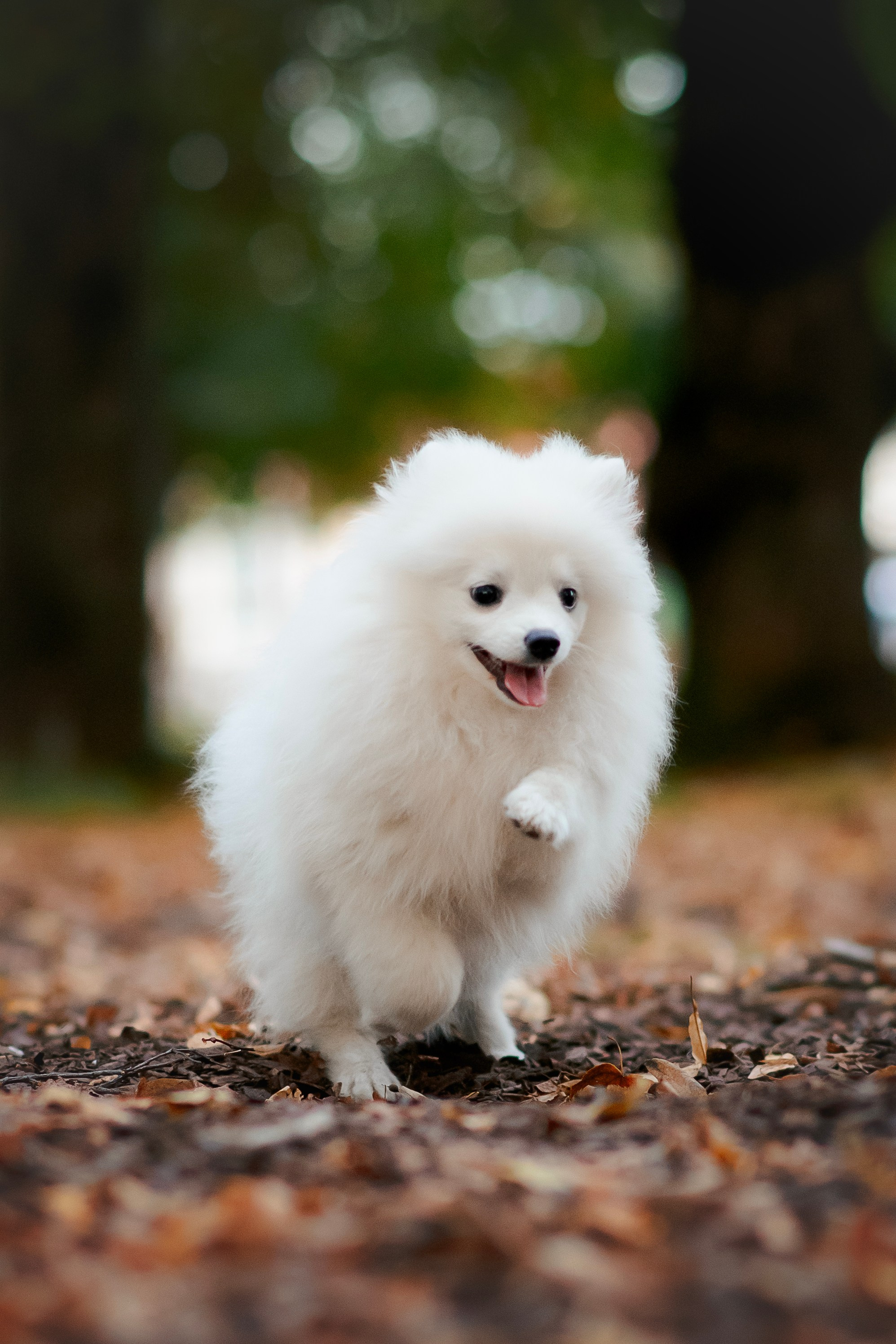 Малый немецкий шпиц — 18.09.2025. Фотограф — Анималист | Анна Абрамова