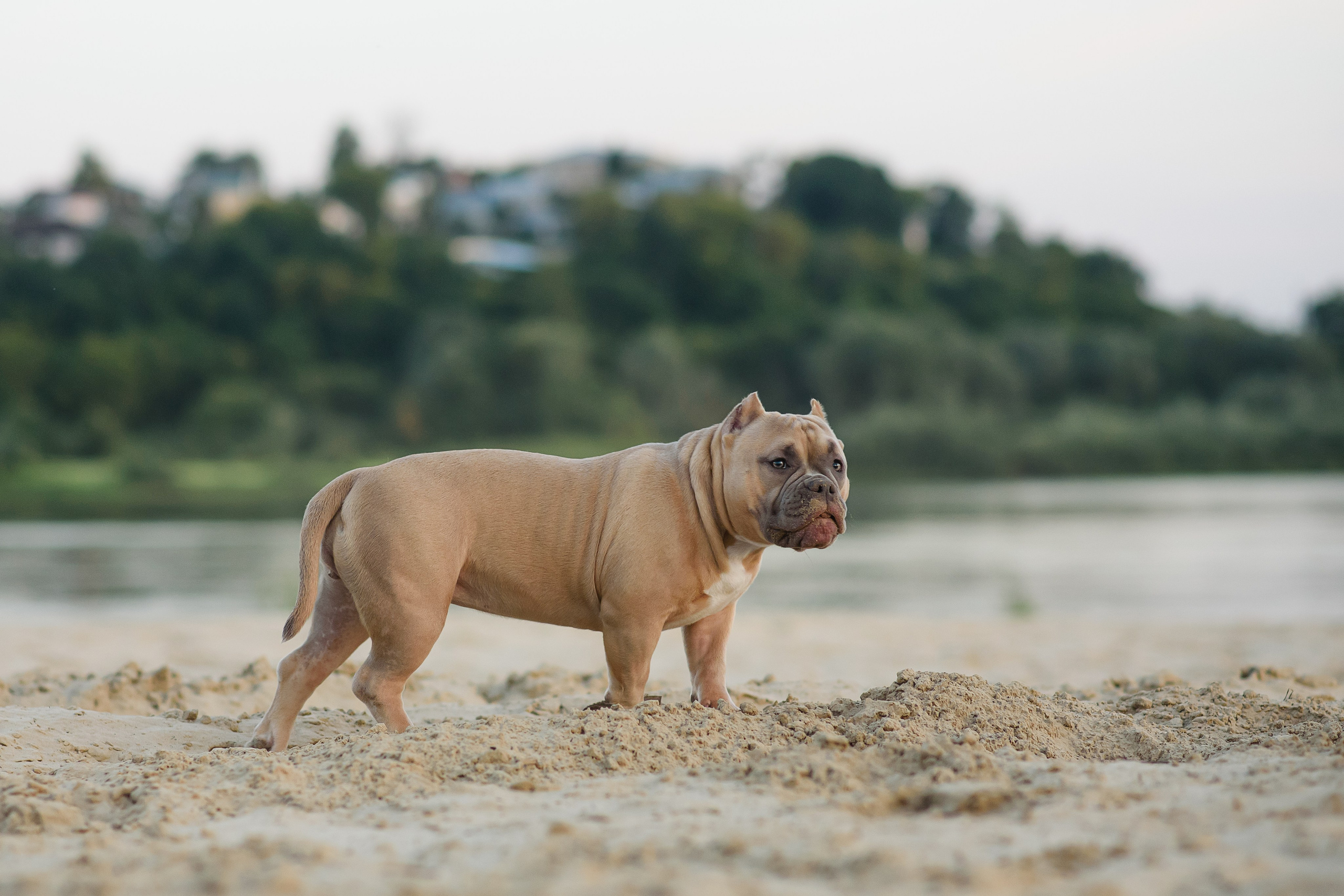 Аляска — Амбулли — 23.08.2024. Фотограф — Анималист | Анна Абрамова