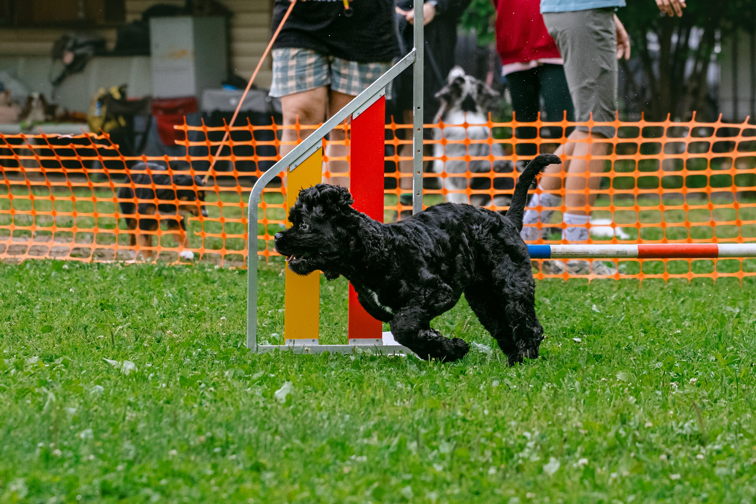 Соревнования по аджилити Долгопрудный 30.06.2025. Фотограф-анималист Татьяна Степанова