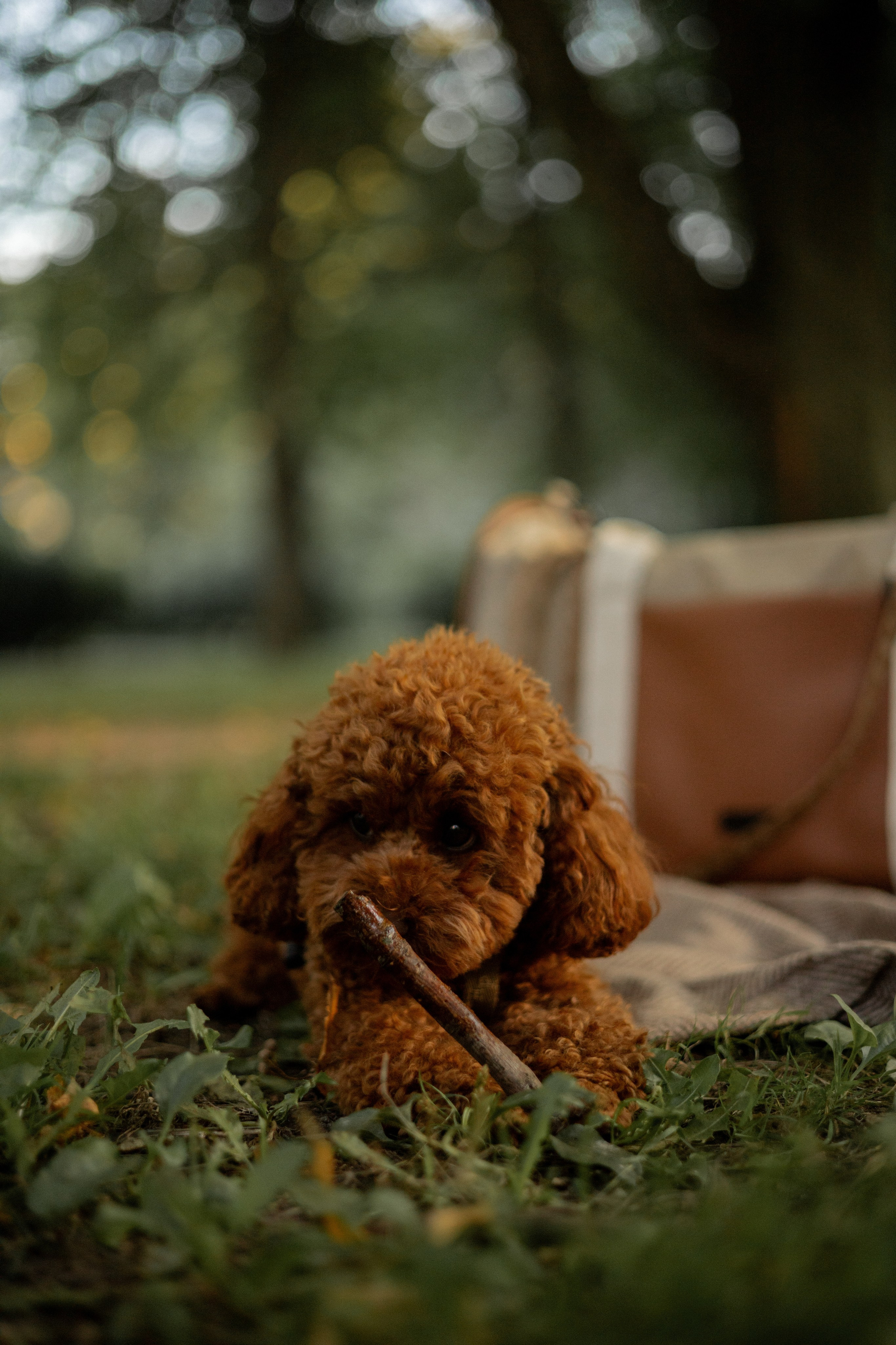 Мишель и её семья. Фотограф — анималист •love-story•|Санкт-Петербург