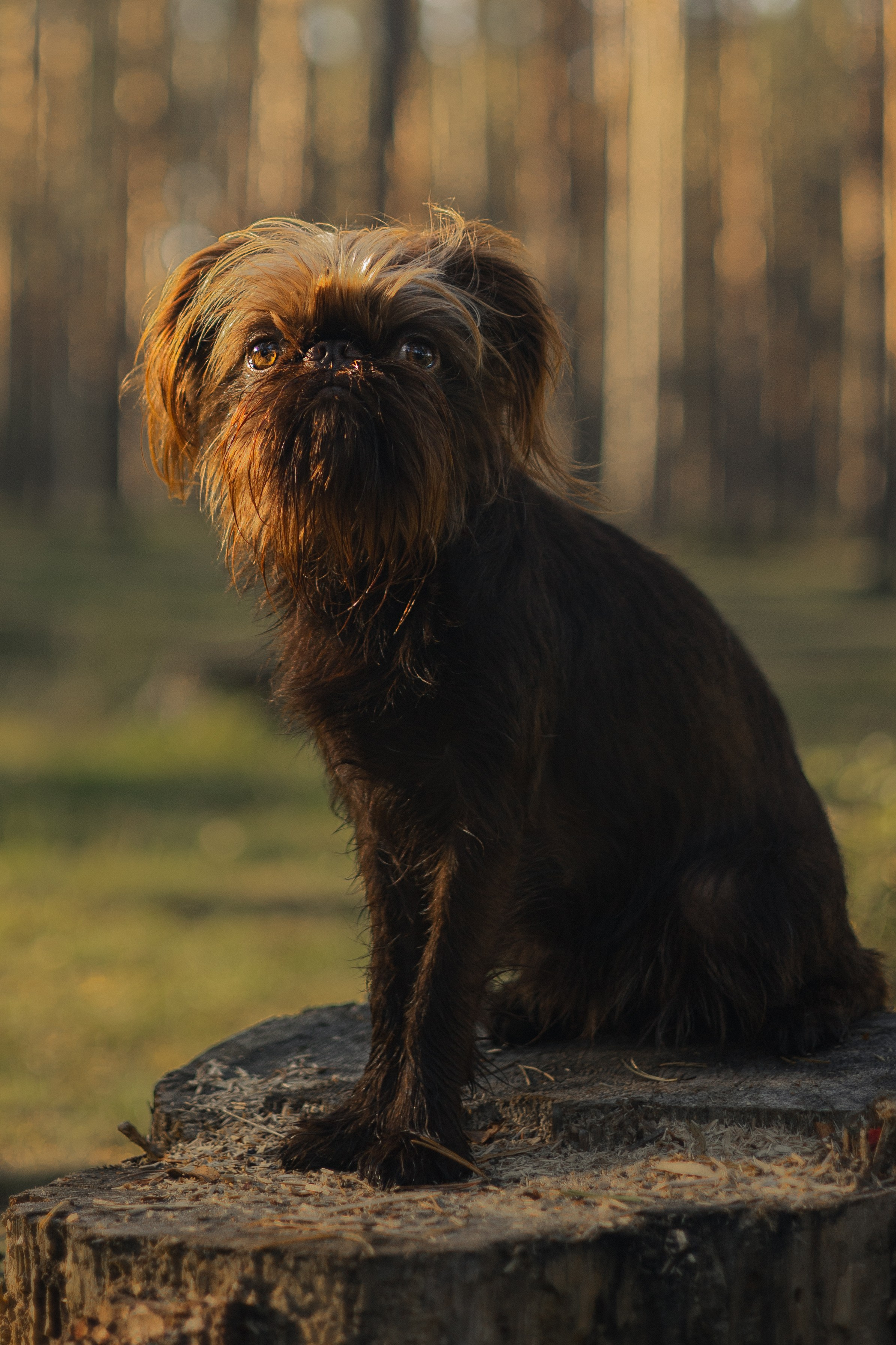 Катерина & Лунка. Фотограф — анималист •love-story•|Санкт-Петербург