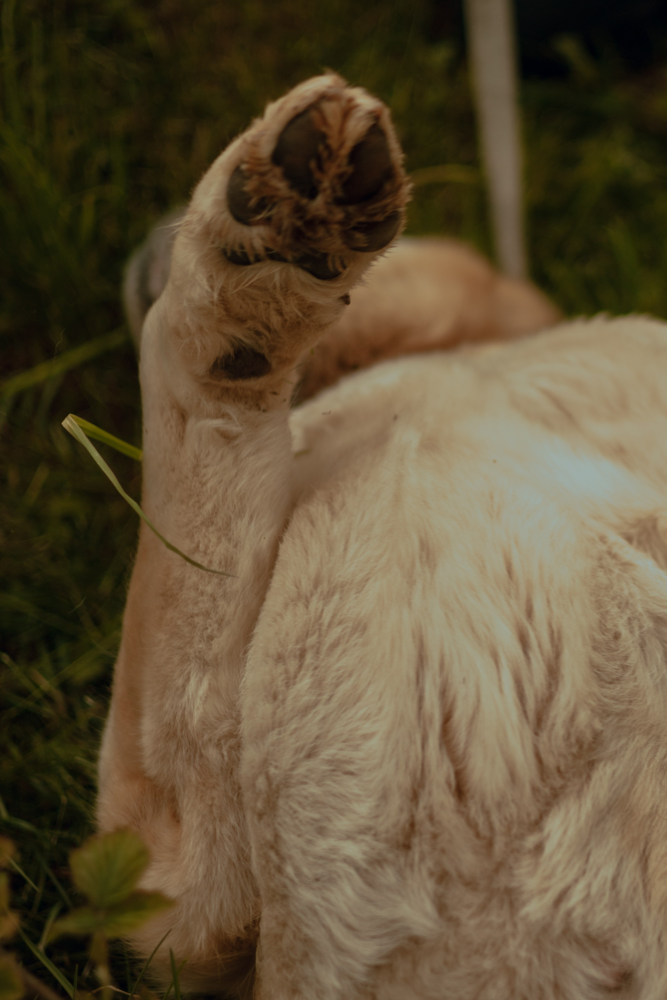 Юля и Ума. Фотограф — анималист •love-story•|Санкт-Петербург