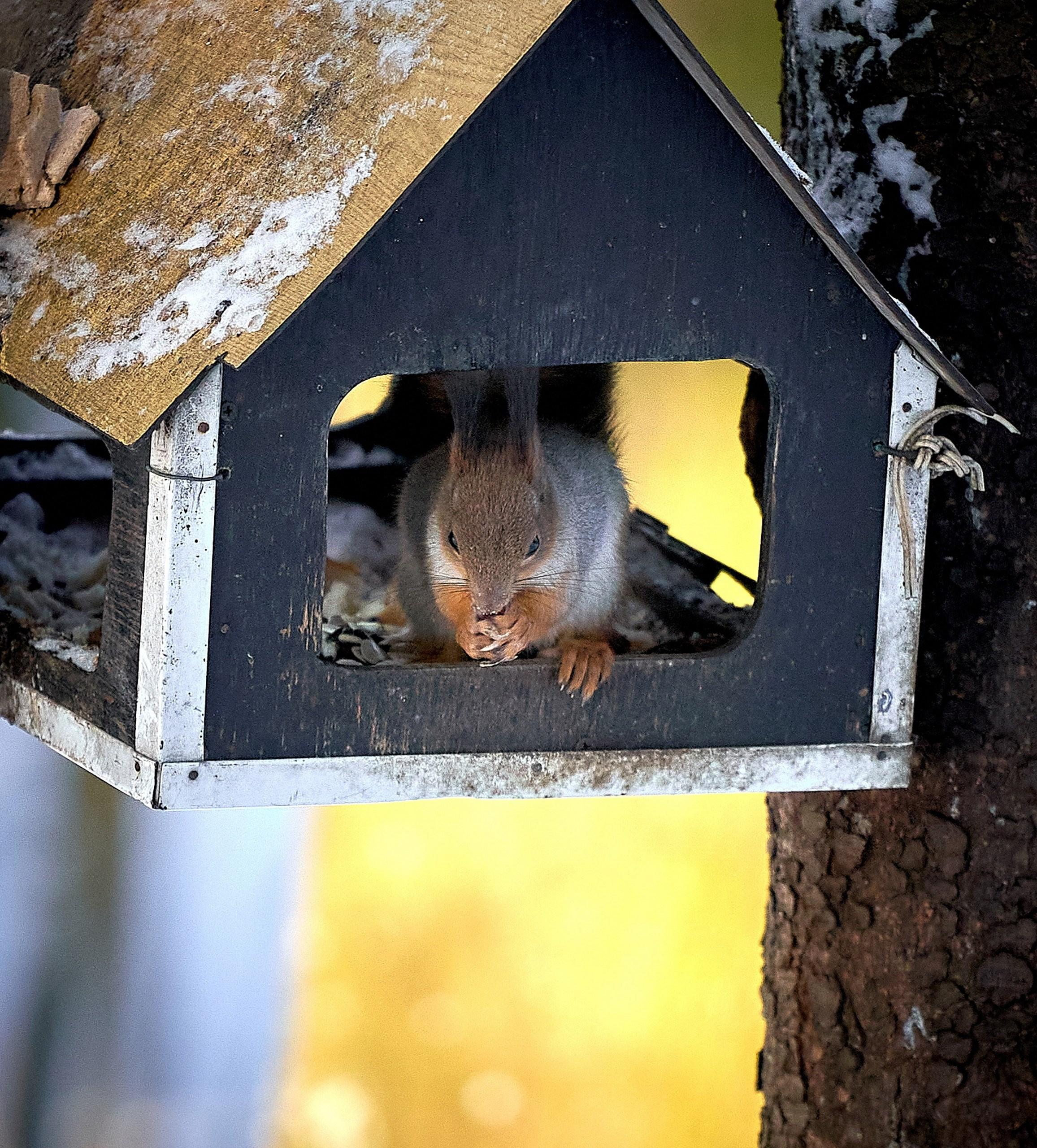 Животные — галерея NATRIEL
