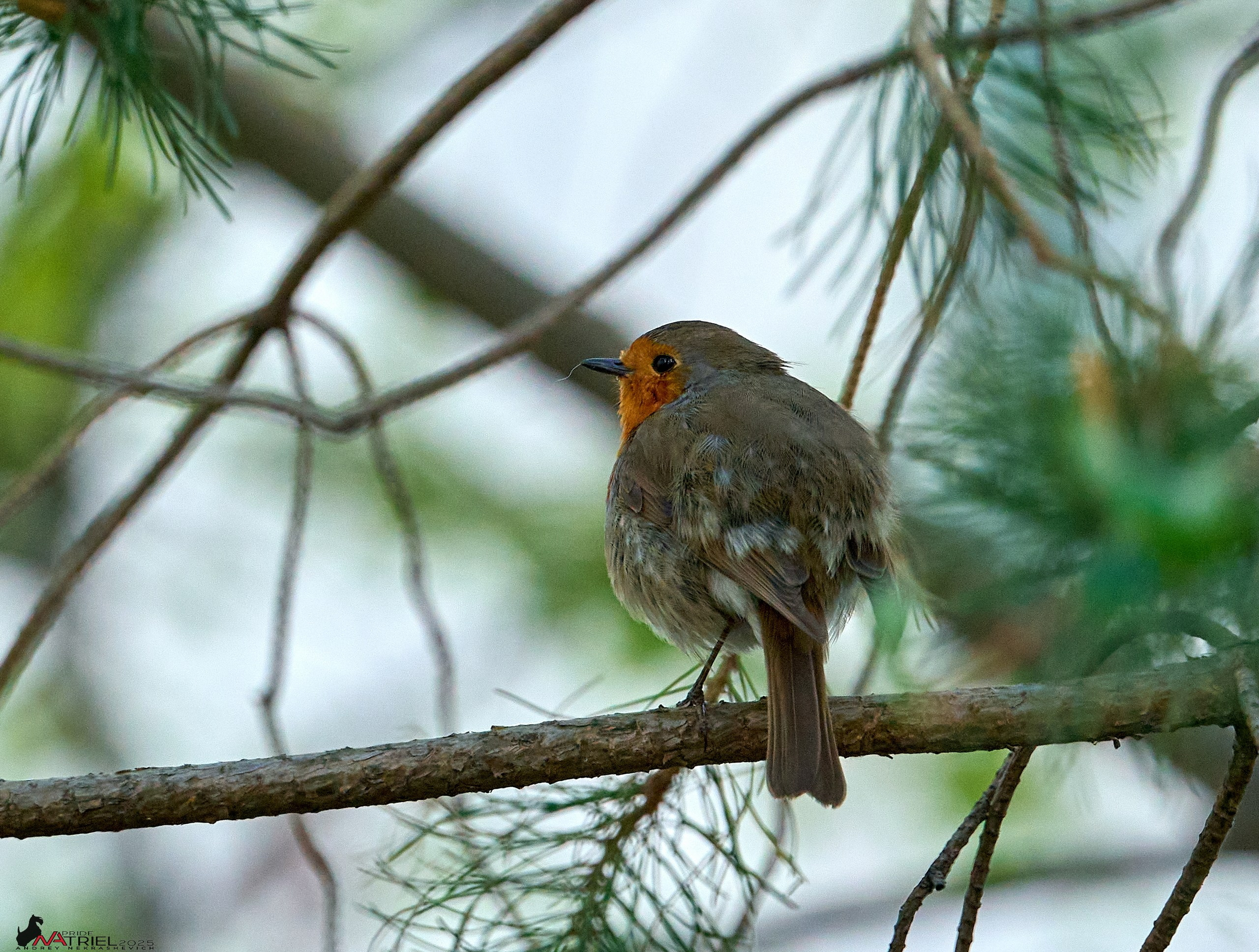 Природа в апреле. Всё в цветении!