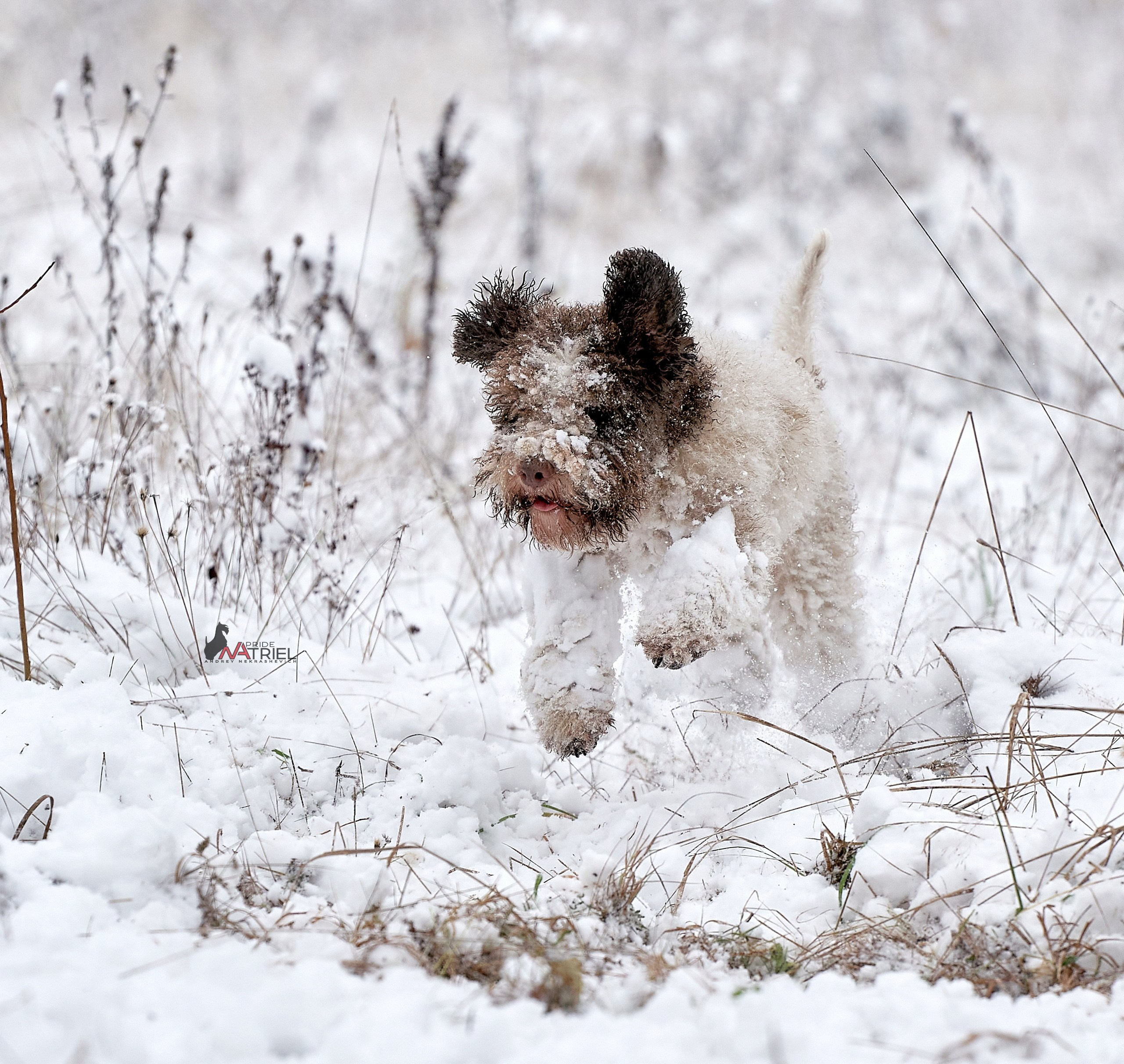 Прогулка в движении — галерея NATRIEL
