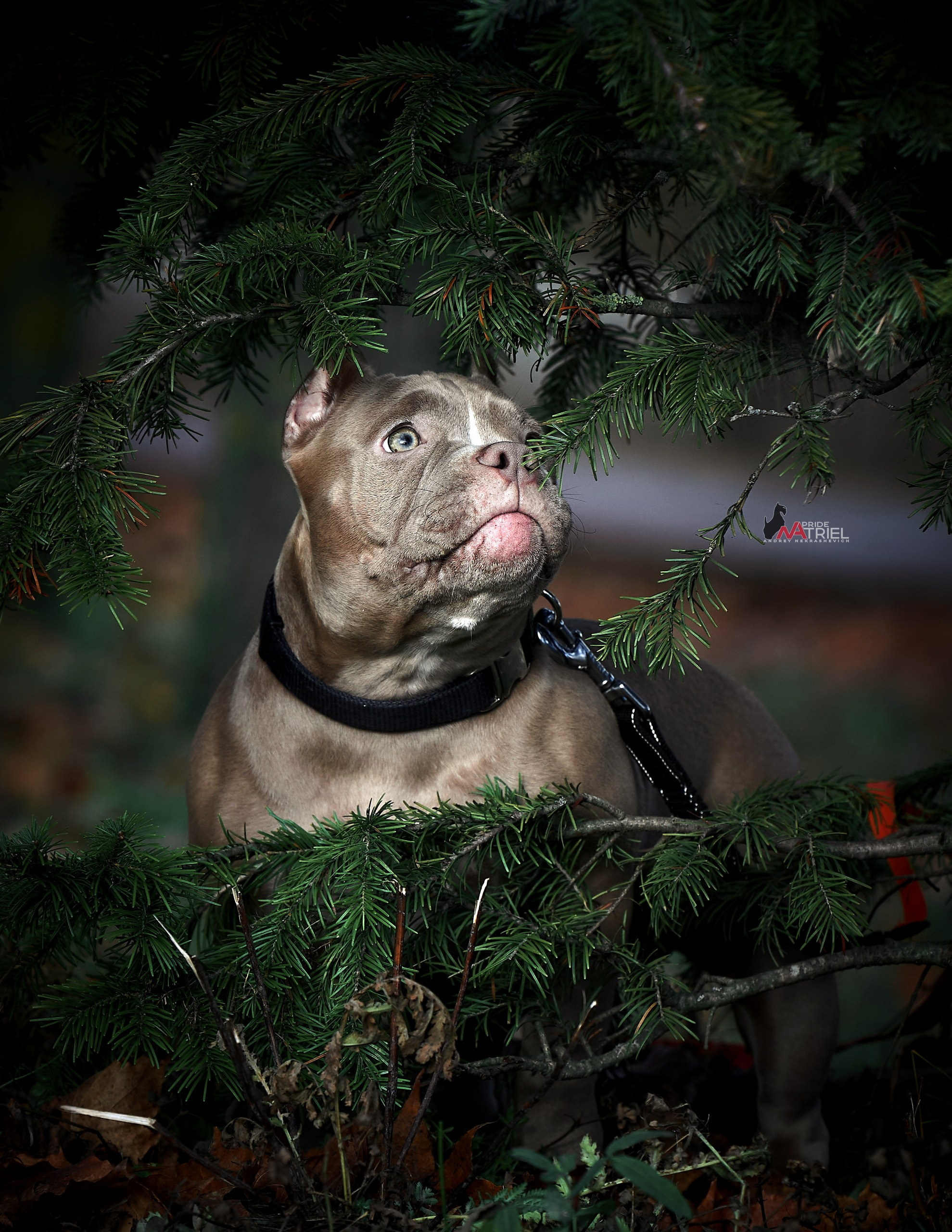 Портреты собак — галерея NATRIEL