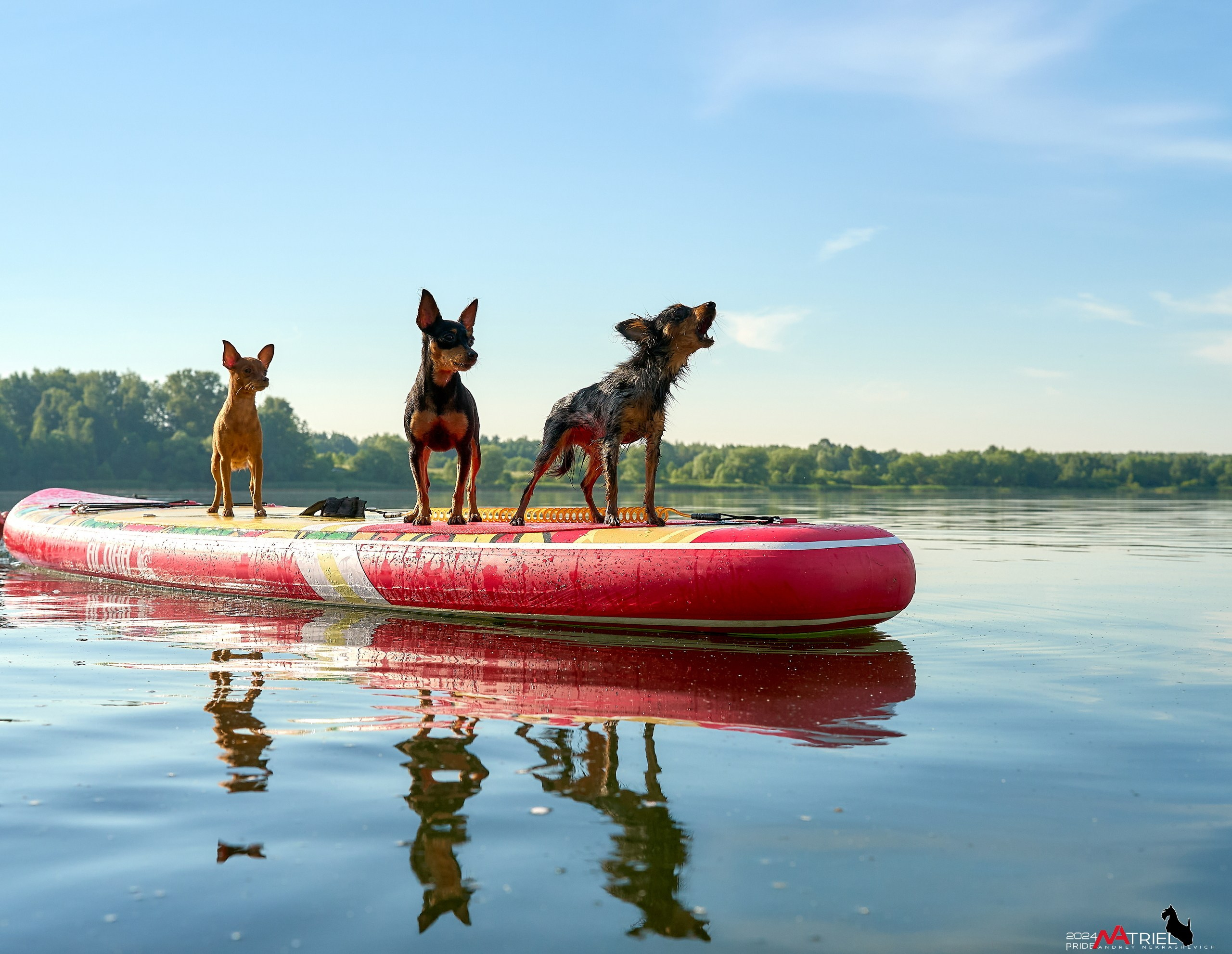 Фотопрогулка с крысариками