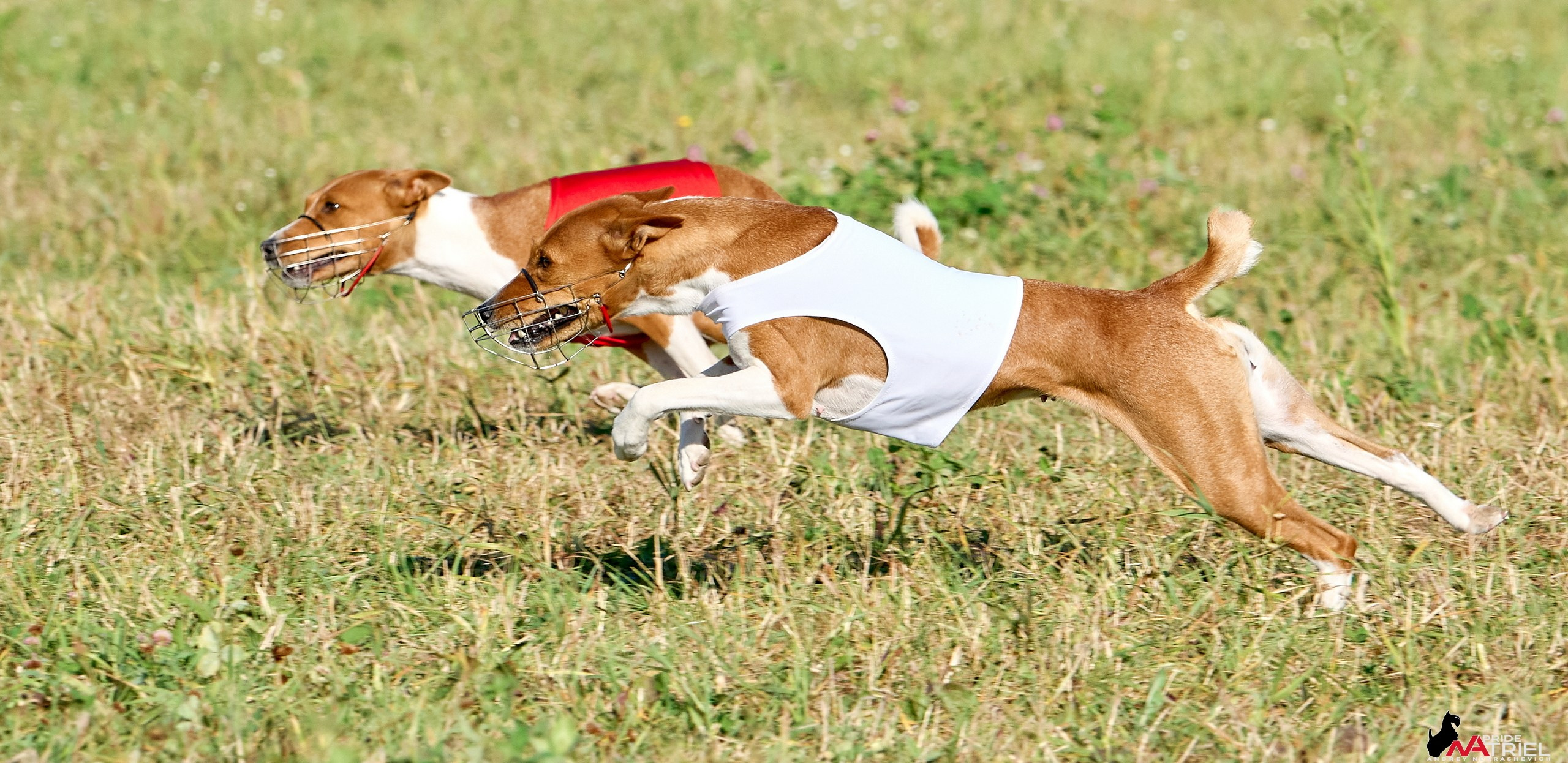 Съемка курсинг — галерея NATRIEL