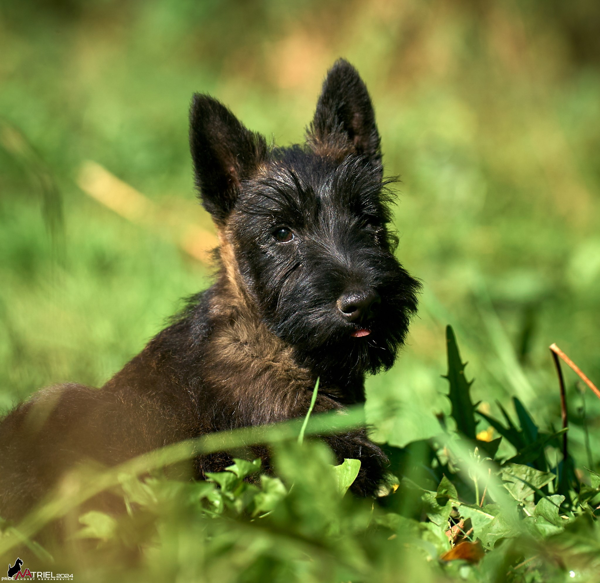 Съемка собак в питомнике
