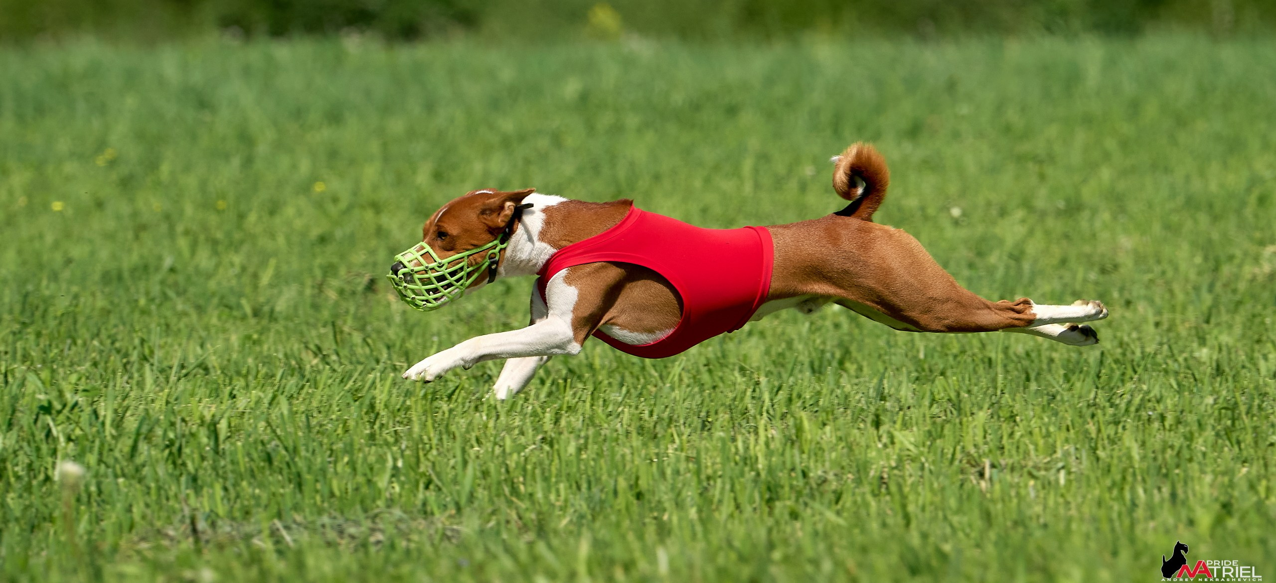 Съемка курсинг — галерея NATRIEL