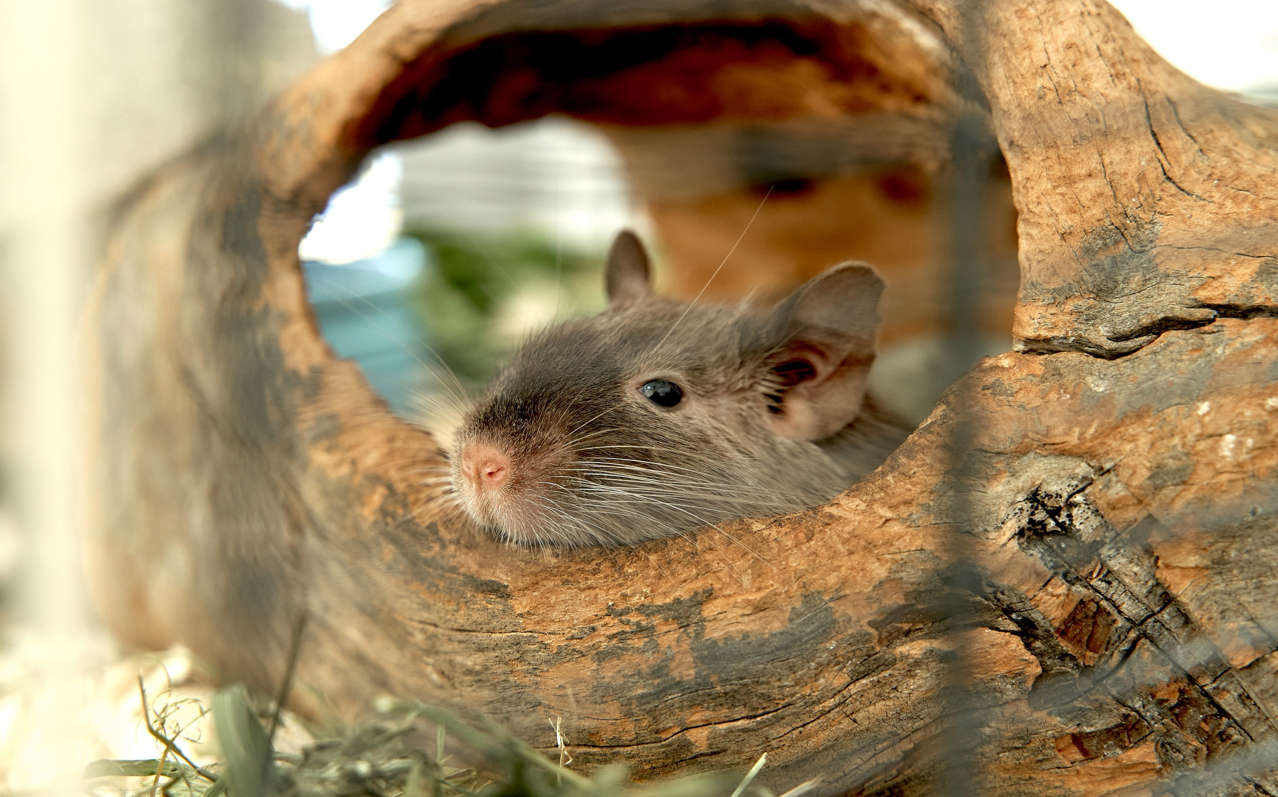 Животные — галерея NATRIEL