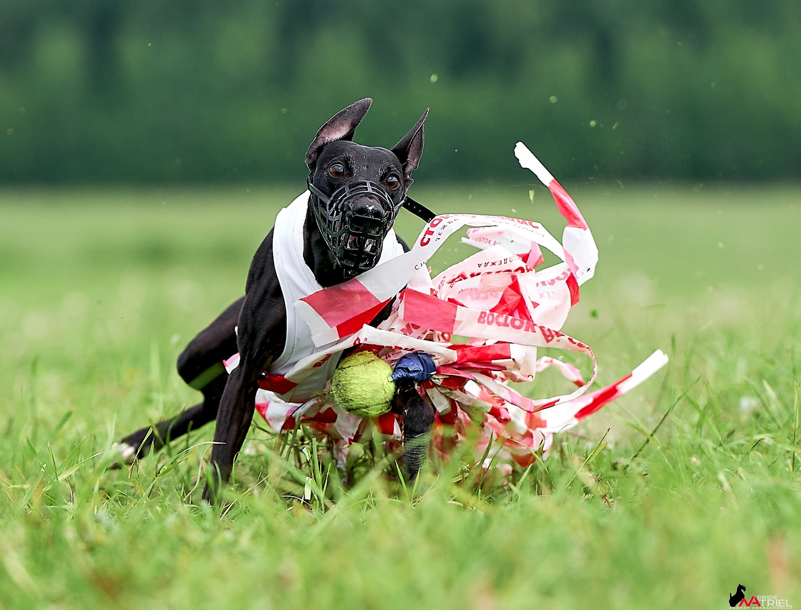Съемка курсинг — галерея NATRIEL