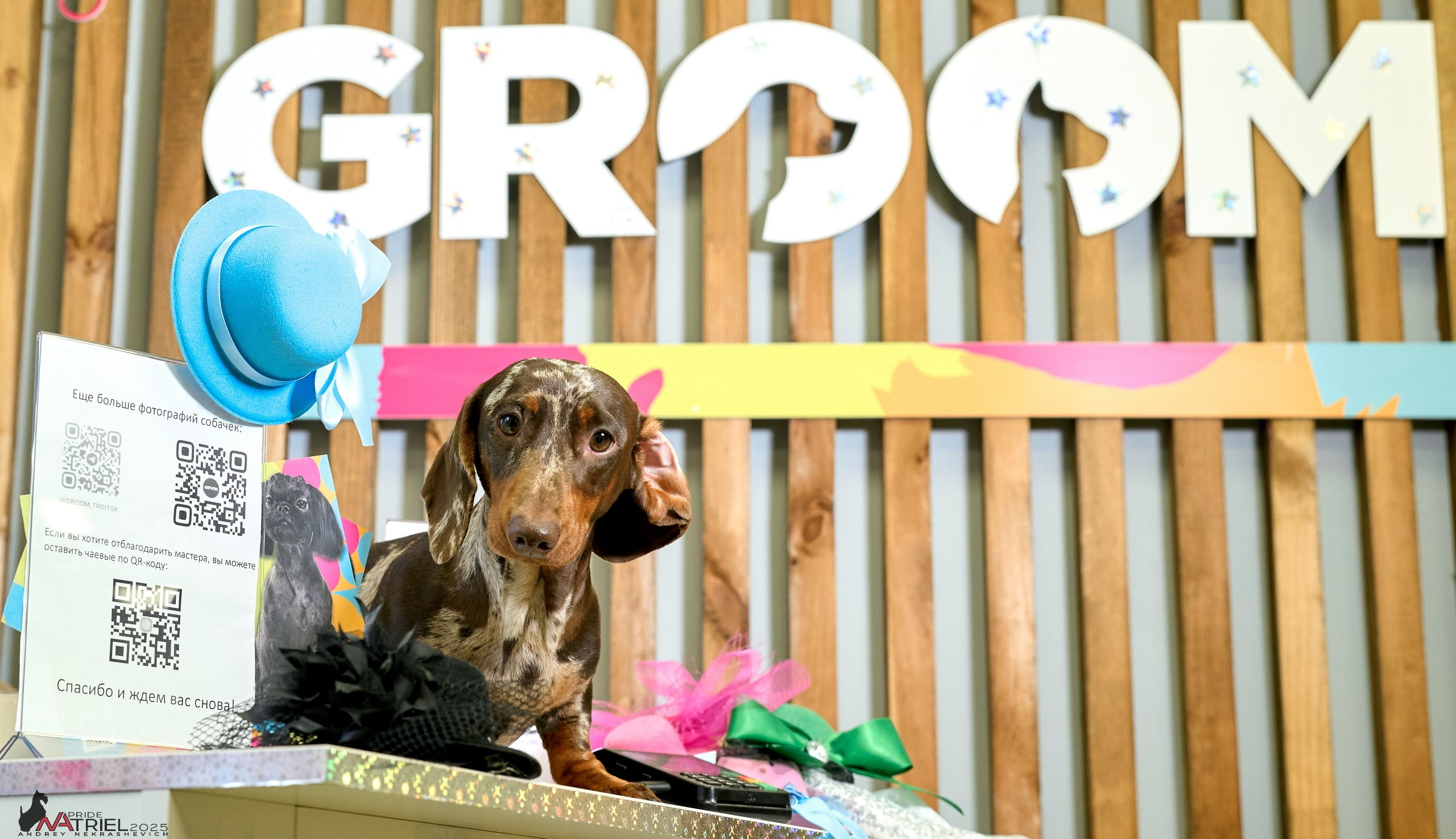 Съемка щенков таксы с мобильным светом