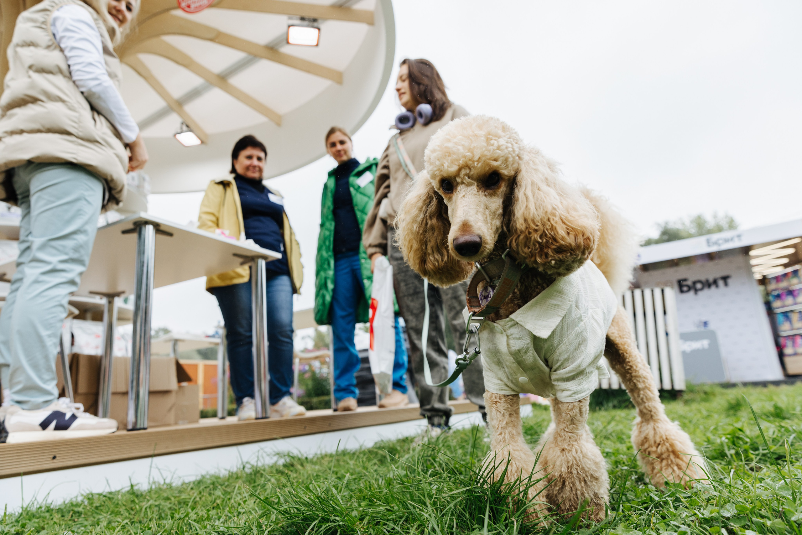 Хвостатый репортаж. Аксана Лисовская фотограф в Москве. Фотографии с характером