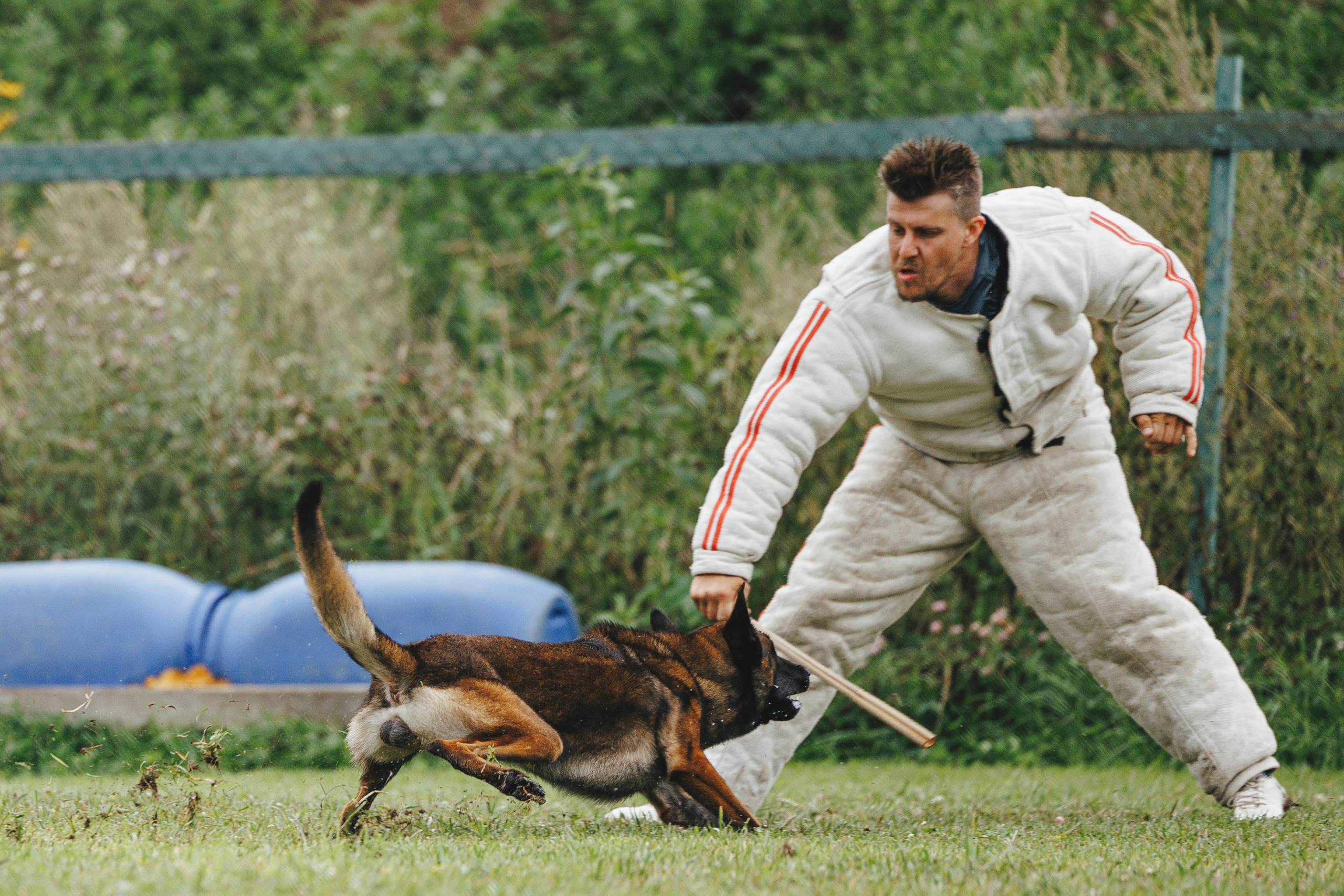 08.08.25-10.08.25 ЧР по мондьорингу г. Вологда. Фотограф-анималист Анна Маринич