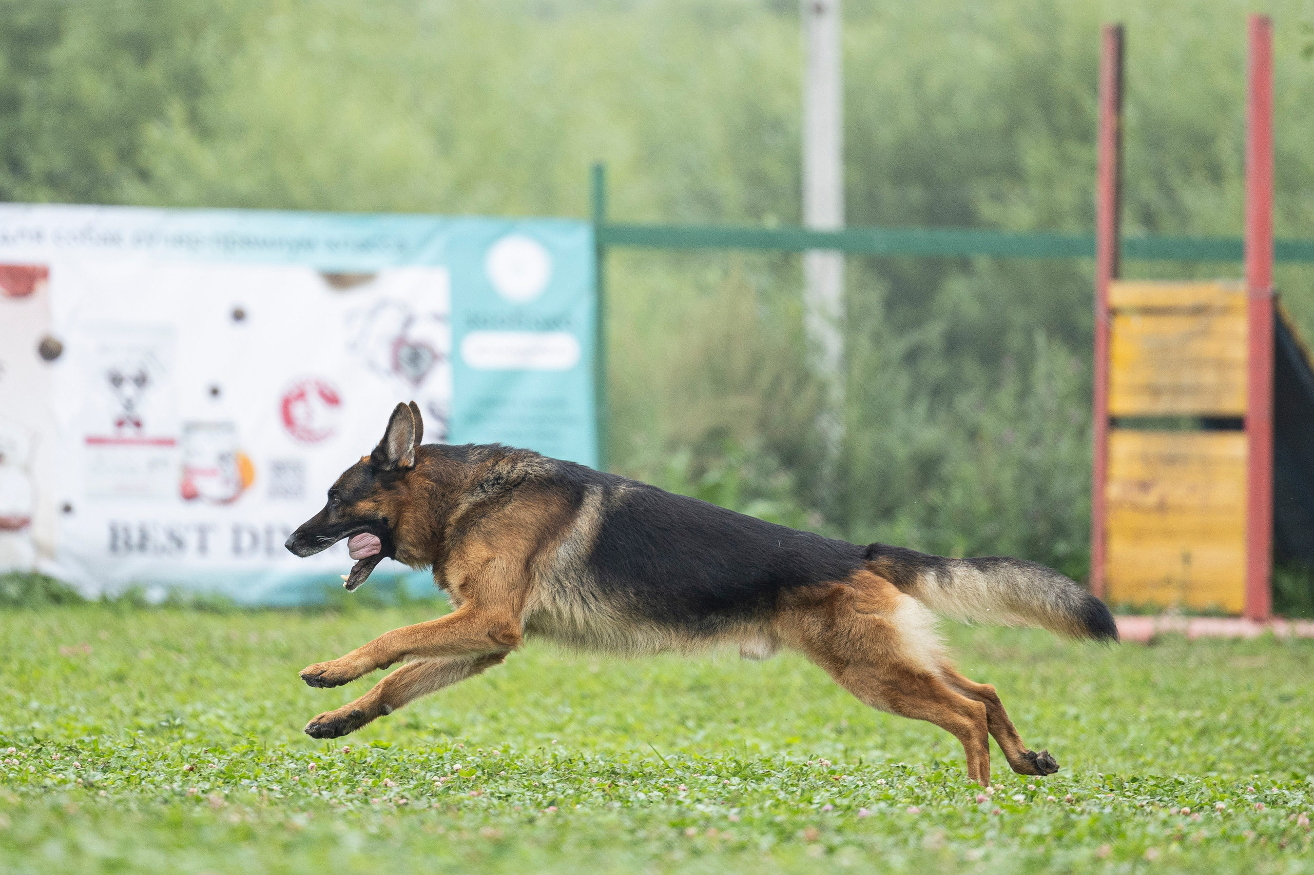 Соревнования по Мондьорингу г. Вологда 10-11.08.2024. Фотограф-анималист Анна Маринич