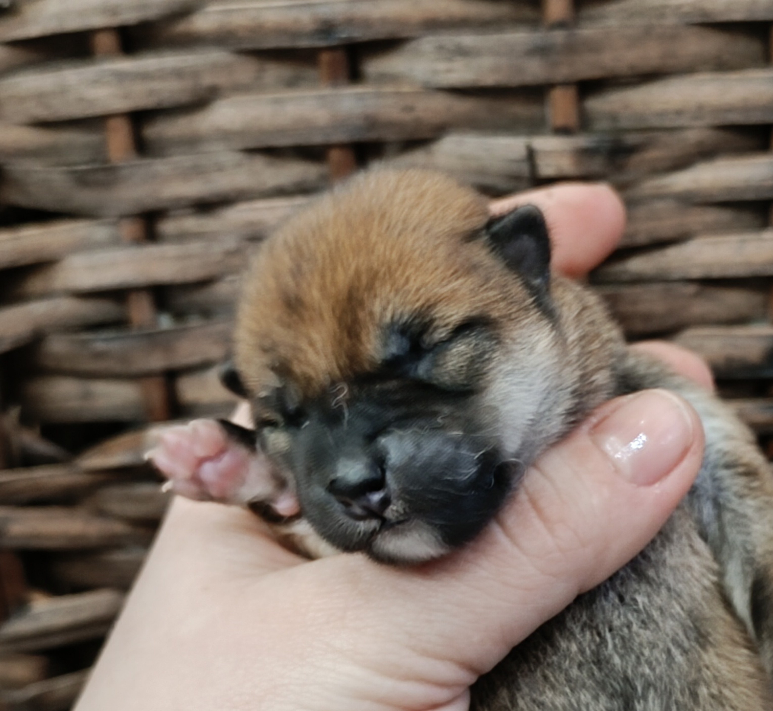 сиба питомник Рубилайт щенки на продажу rubylight  сиба щенки купить СПб Санкт-Петербург 