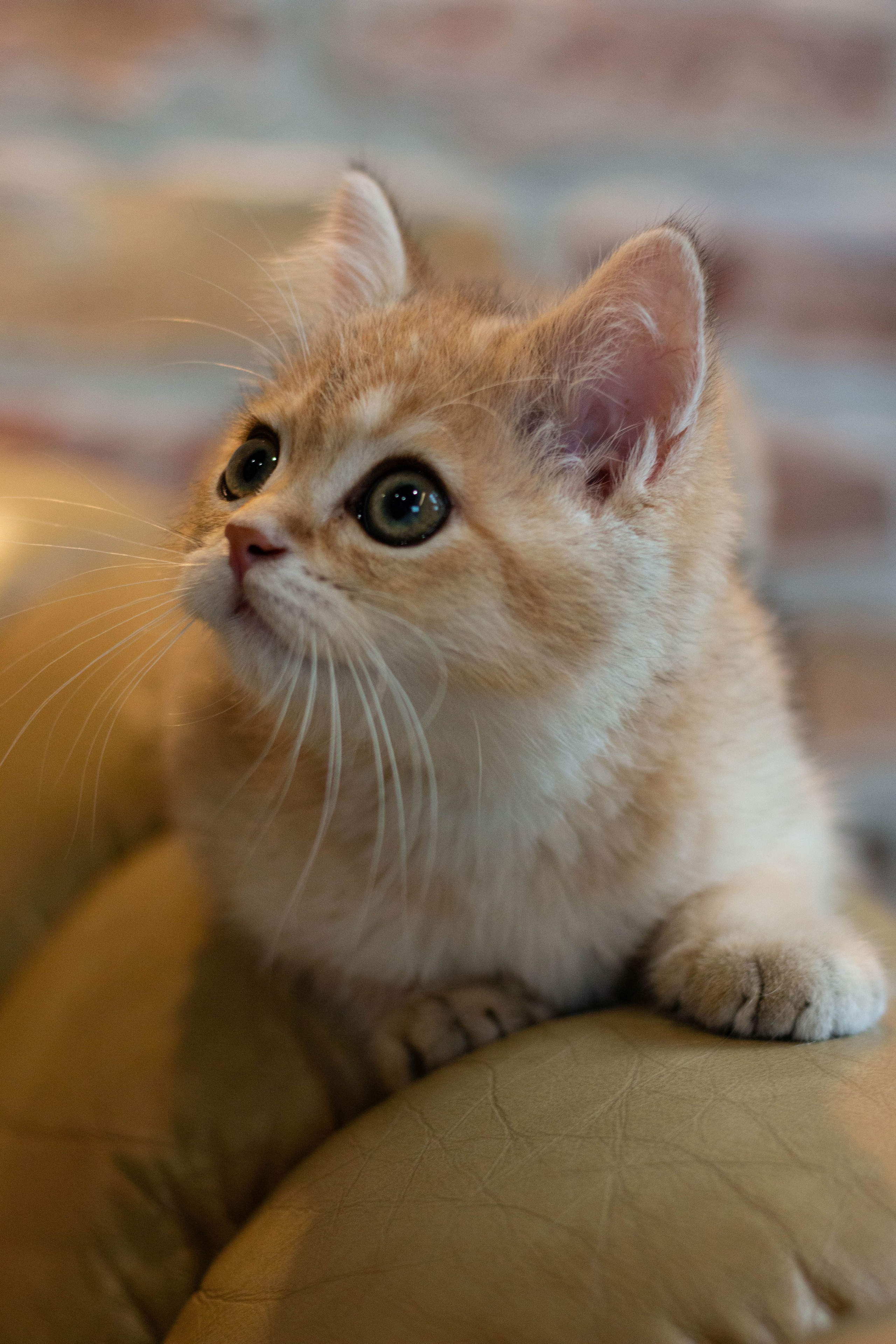 MILANA & RUFUS. Бережно сохраняю ваши чувства и истории на своих фотографиях