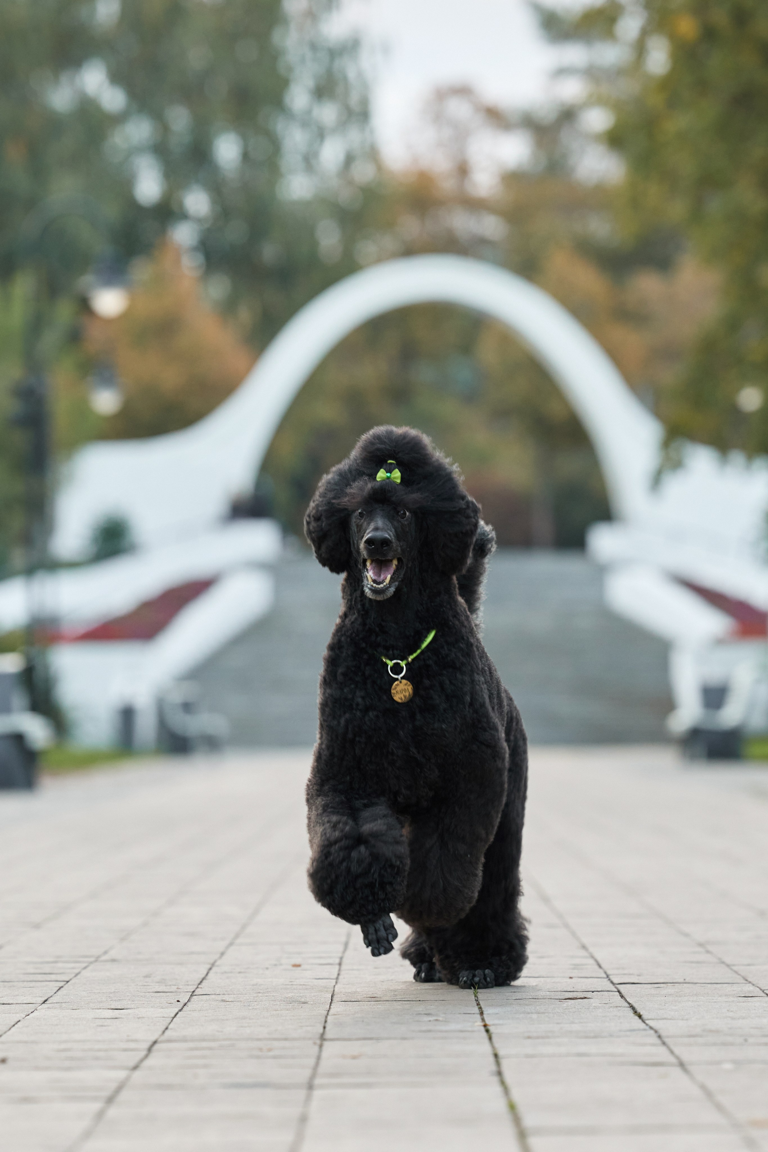 Альбина. Марфа и Мистик. Прогулка в парке. Фотограф анималист в Казани Алина Сулейманова. Фотограф животных