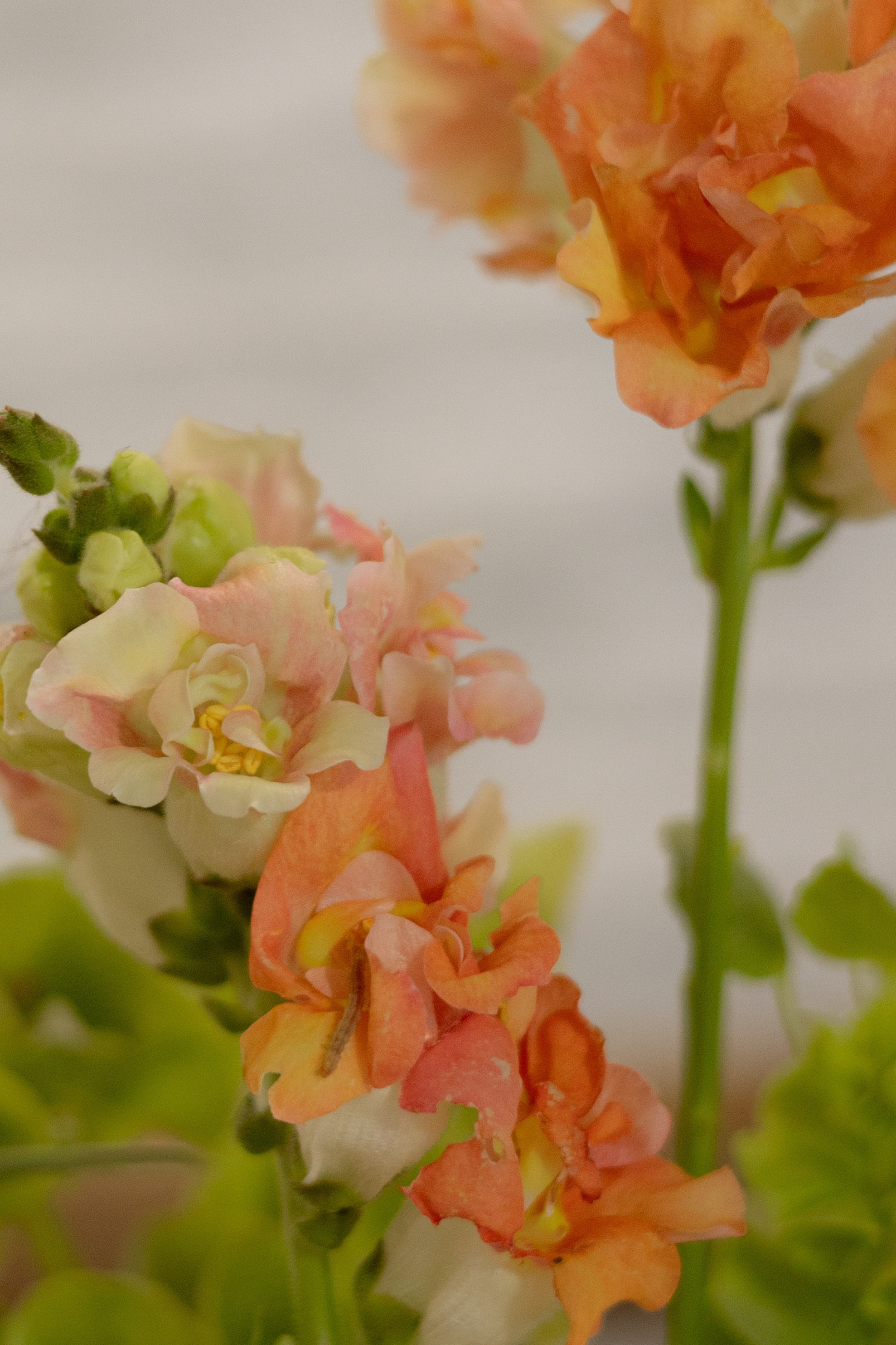 Никита & Катя. Оформление свадеб, декор свадеб Вера Маркова, Москва